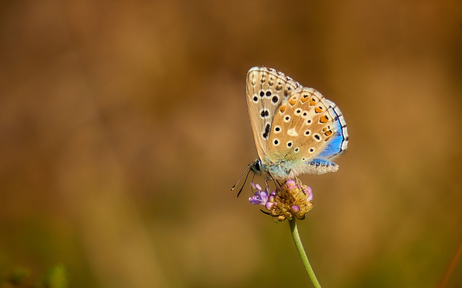 Sony E 55-210mm F4.5-6.3 OSS sample photo. Insect, butterfly, nature photography
