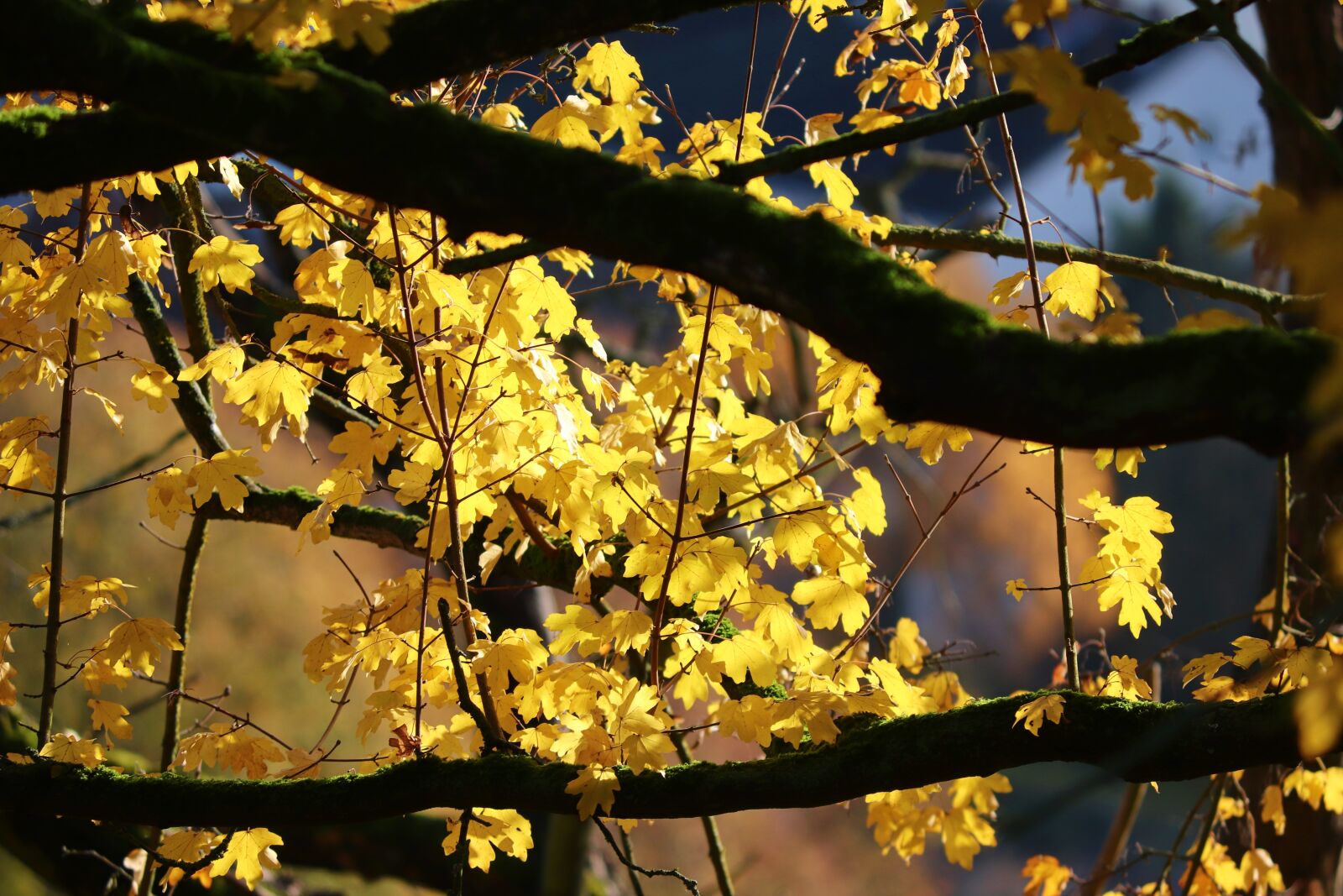 Canon EOS 200D (EOS Rebel SL2 / EOS Kiss X9) sample photo. Autumn, leaves, yellow photography