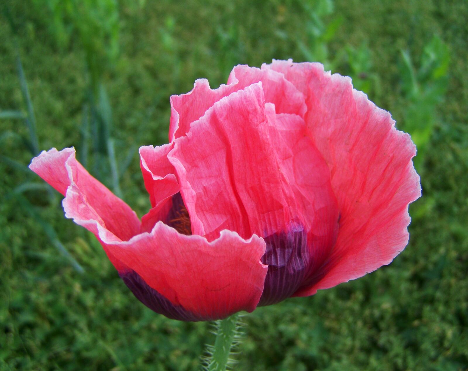 Kodak EASYSHARE ZD710 ZOOM DIGITAL CAMERA sample photo. Pink poppy flower, crop photography