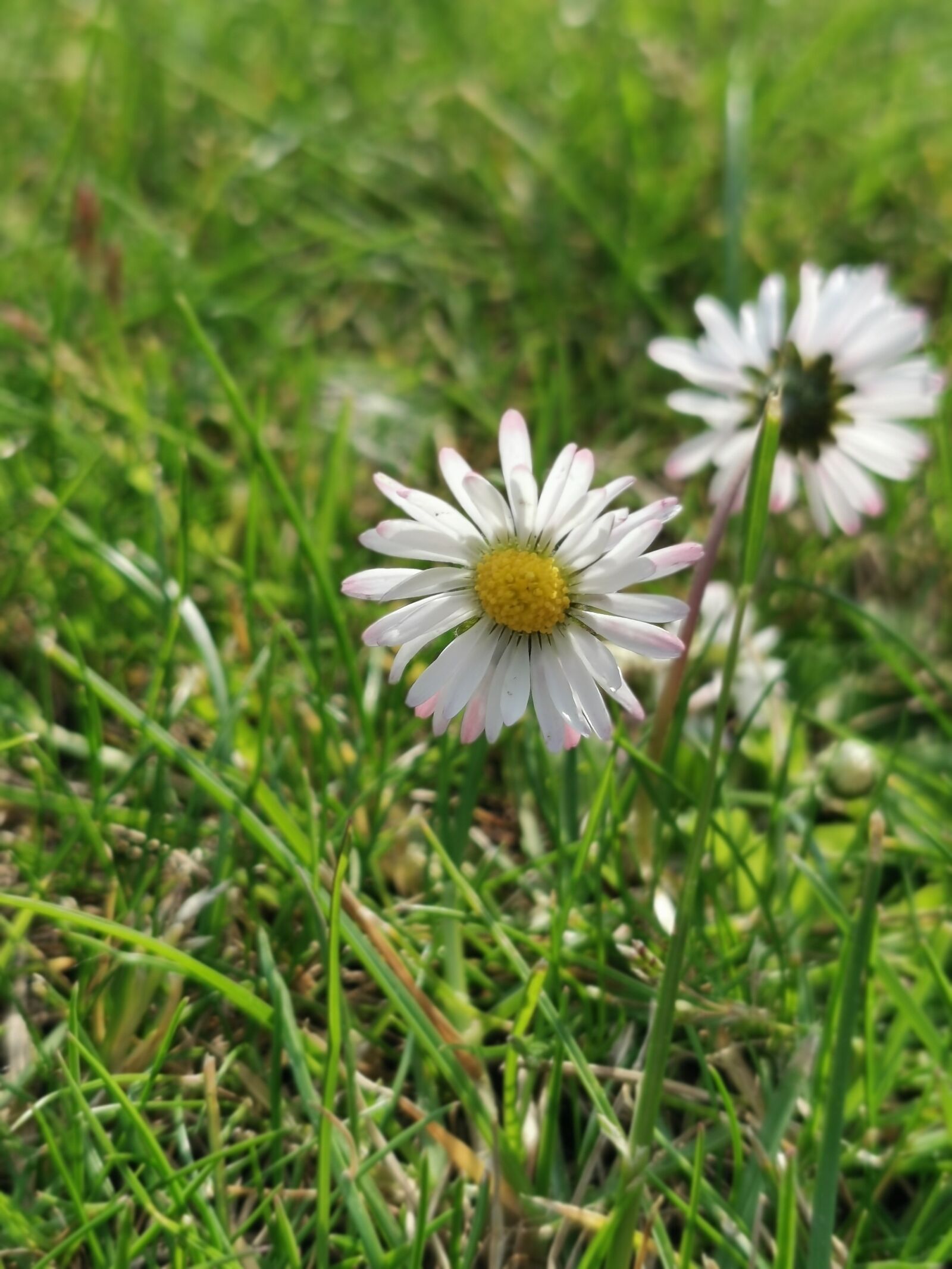 HUAWEI P30 Pro sample photo. Daisy, flower, grass photography