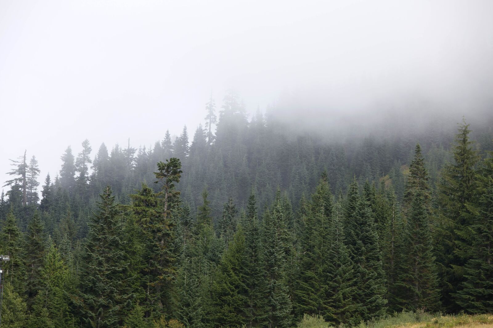 Canon EOS 5D Mark II sample photo. Western, evergreen, forests photography