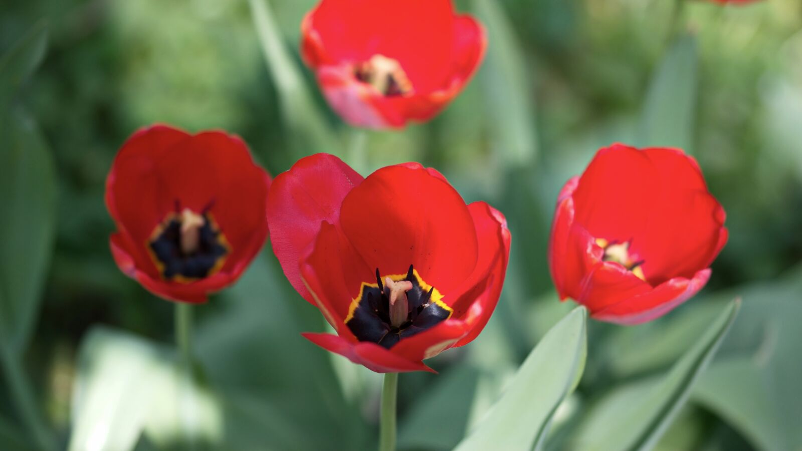 Nikon D5300 sample photo. Flowers, red, tulips photography