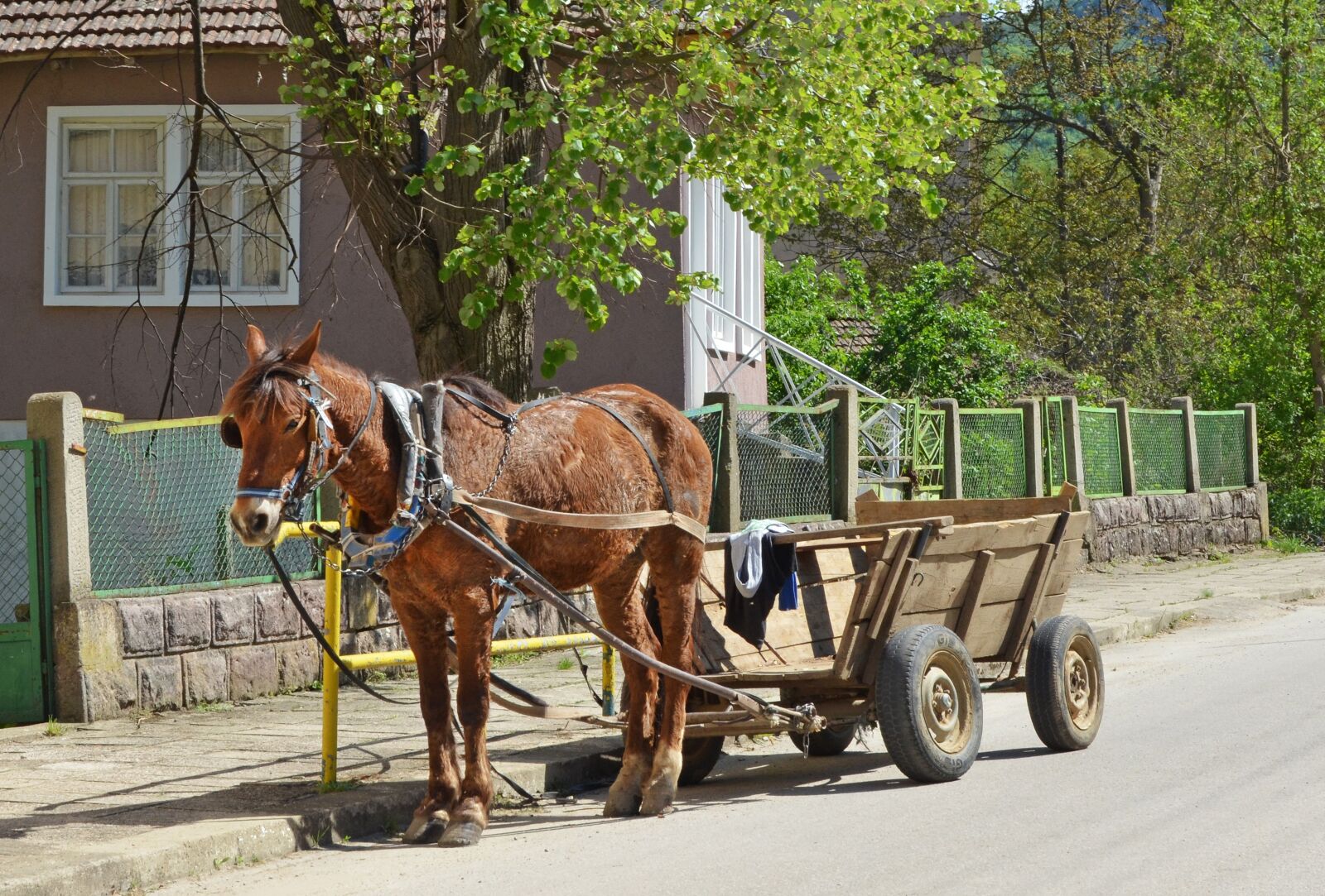 Nikon D5100 sample photo. Bulgaria, village, horse photography