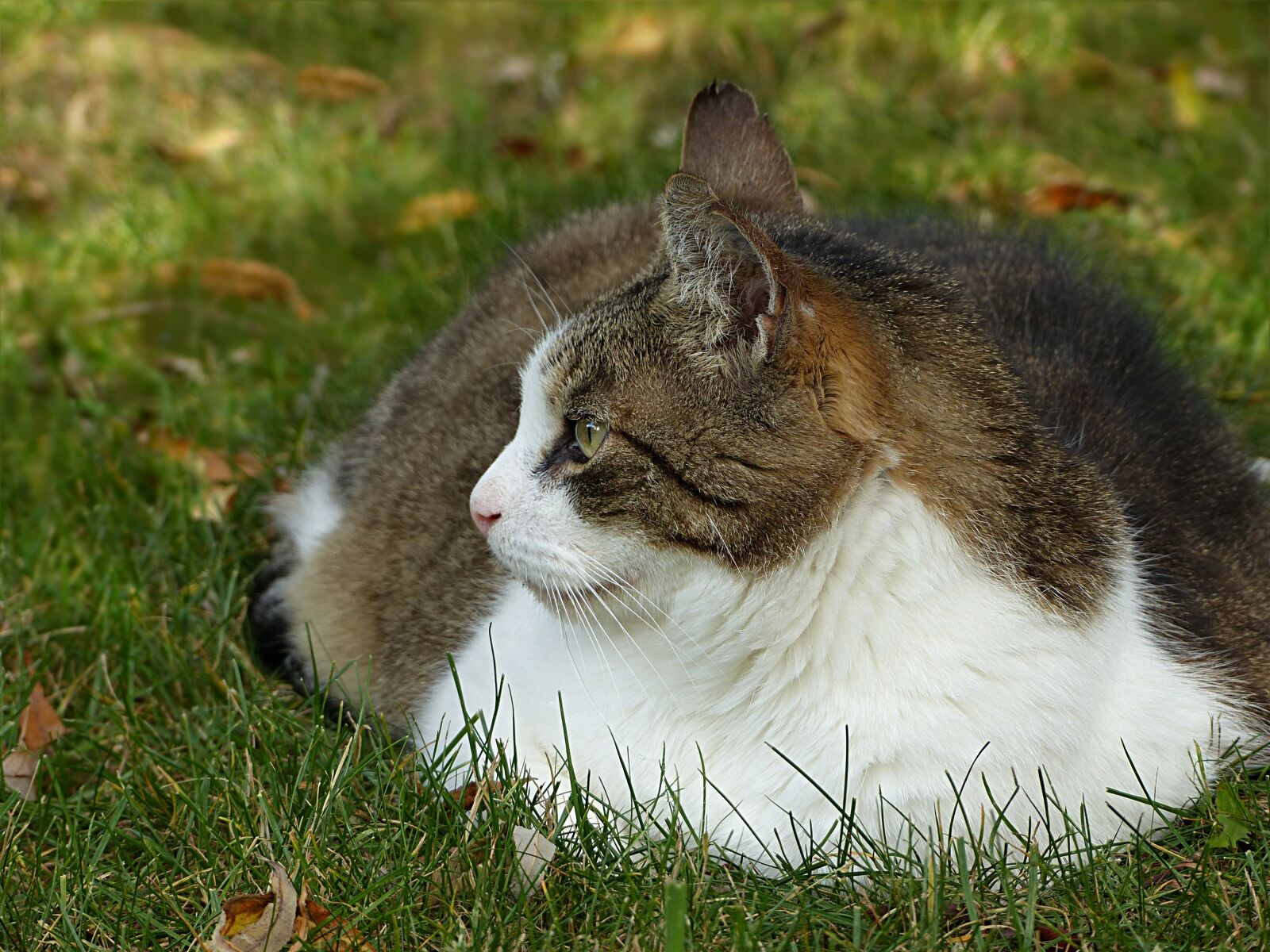 Panasonic Lumix DMC-FZ200 sample photo. Animal, cat, felis silvestris photography