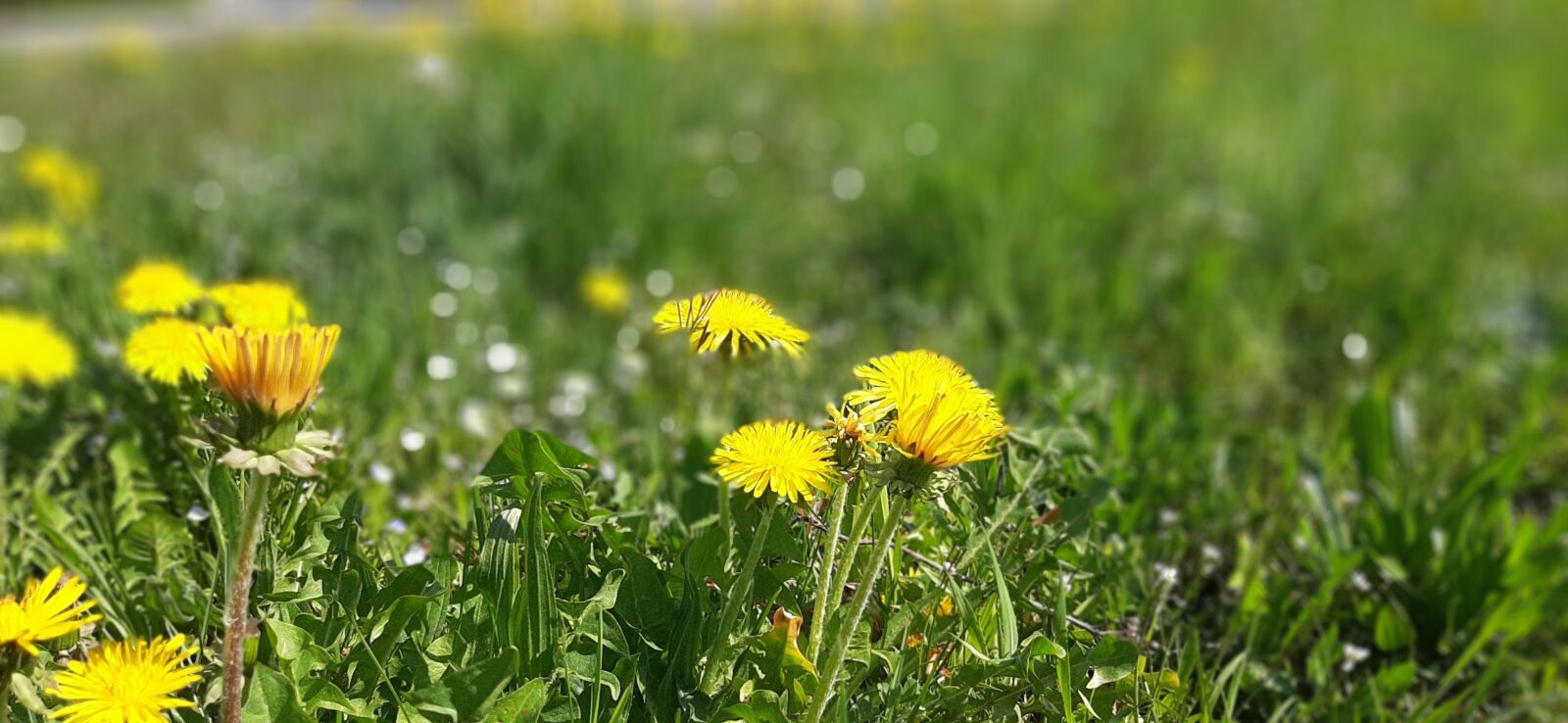 Samsung Galaxy A50 sample photo. Green, yellow, nature photography