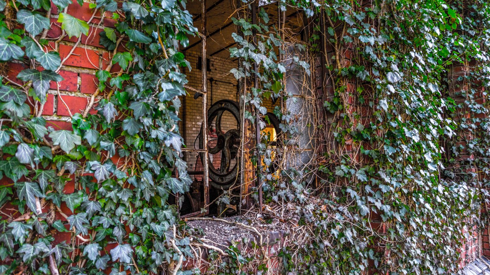 Sony Alpha a5000 (ILCE 5000) sample photo. Ivy, leaf, wall photography