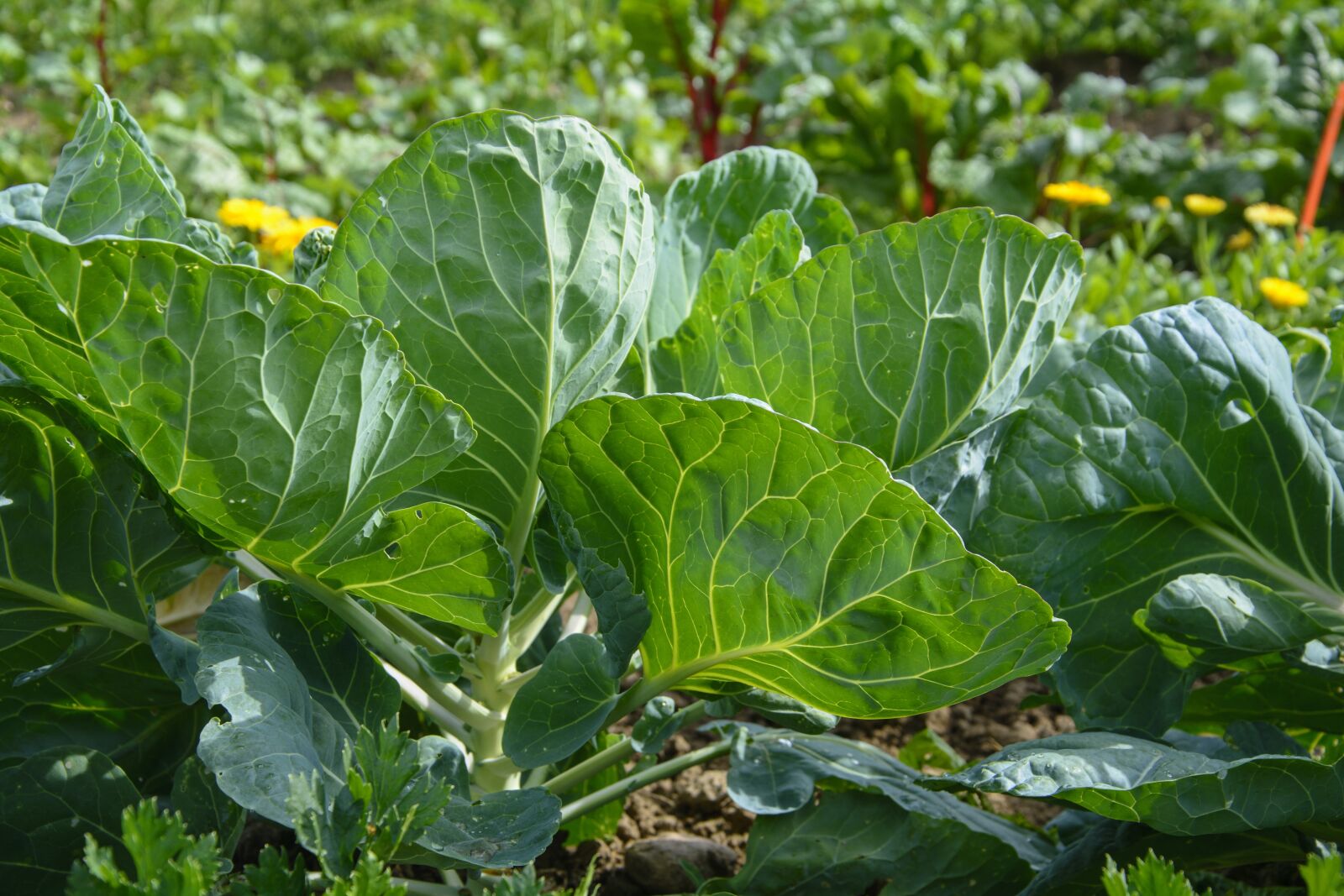 Nikon D7100 sample photo. Cultivation, vegetable garden, bio photography
