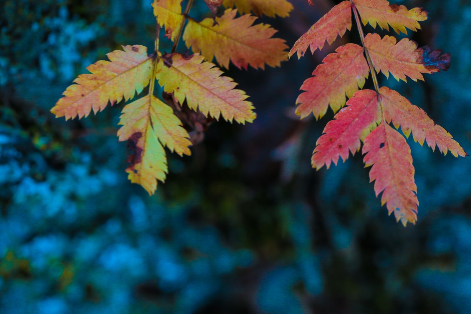Canon EOS 7D Mark II sample photo. Leaf, autumn leaves, tree photography