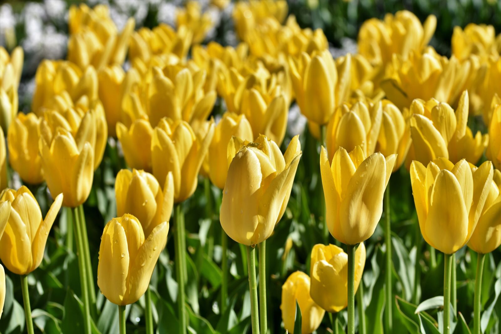 Nikon D7200 sample photo. Tulip, tulip field, blossom photography
