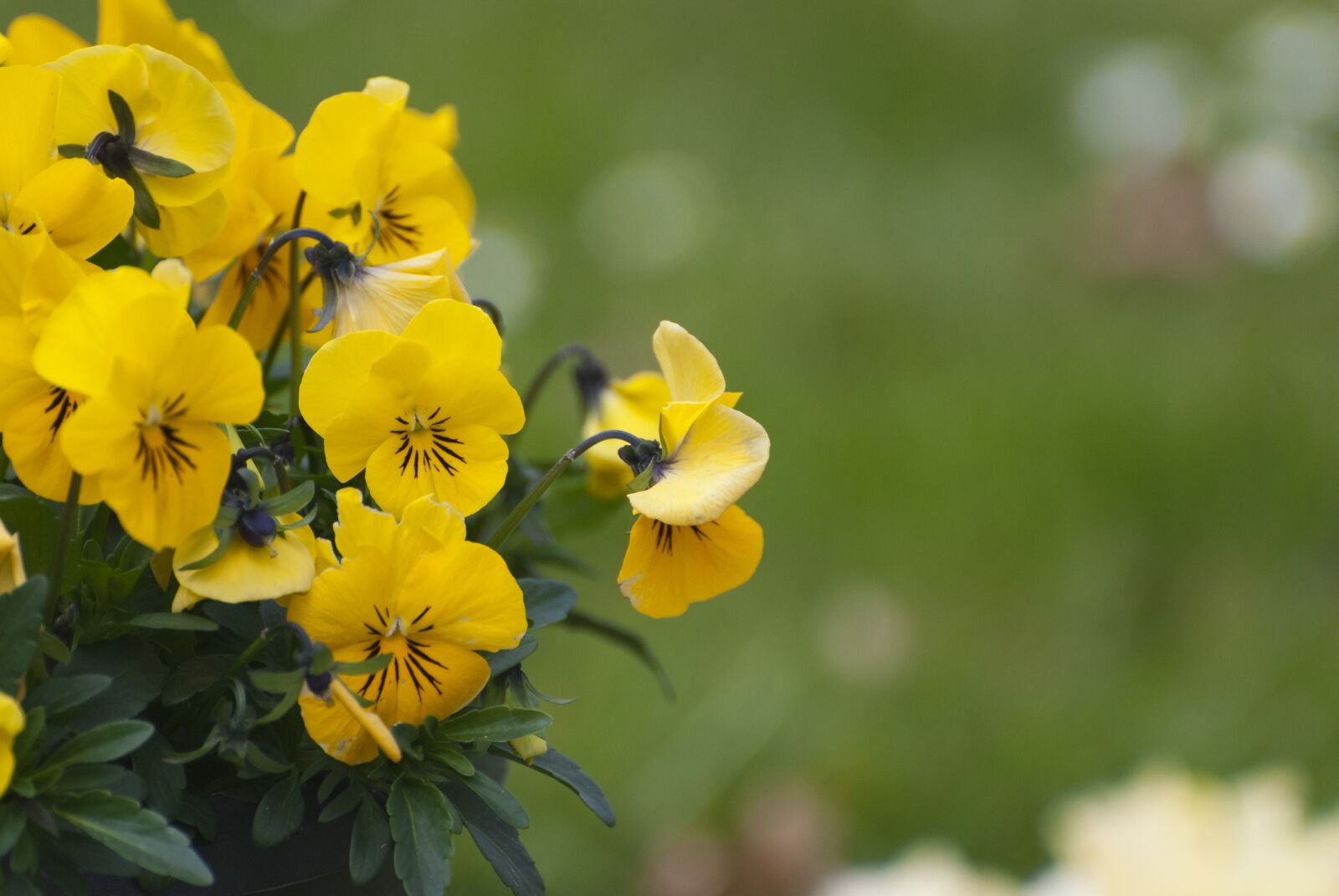 Nikon D80 sample photo. Violet, flowers, nature photography