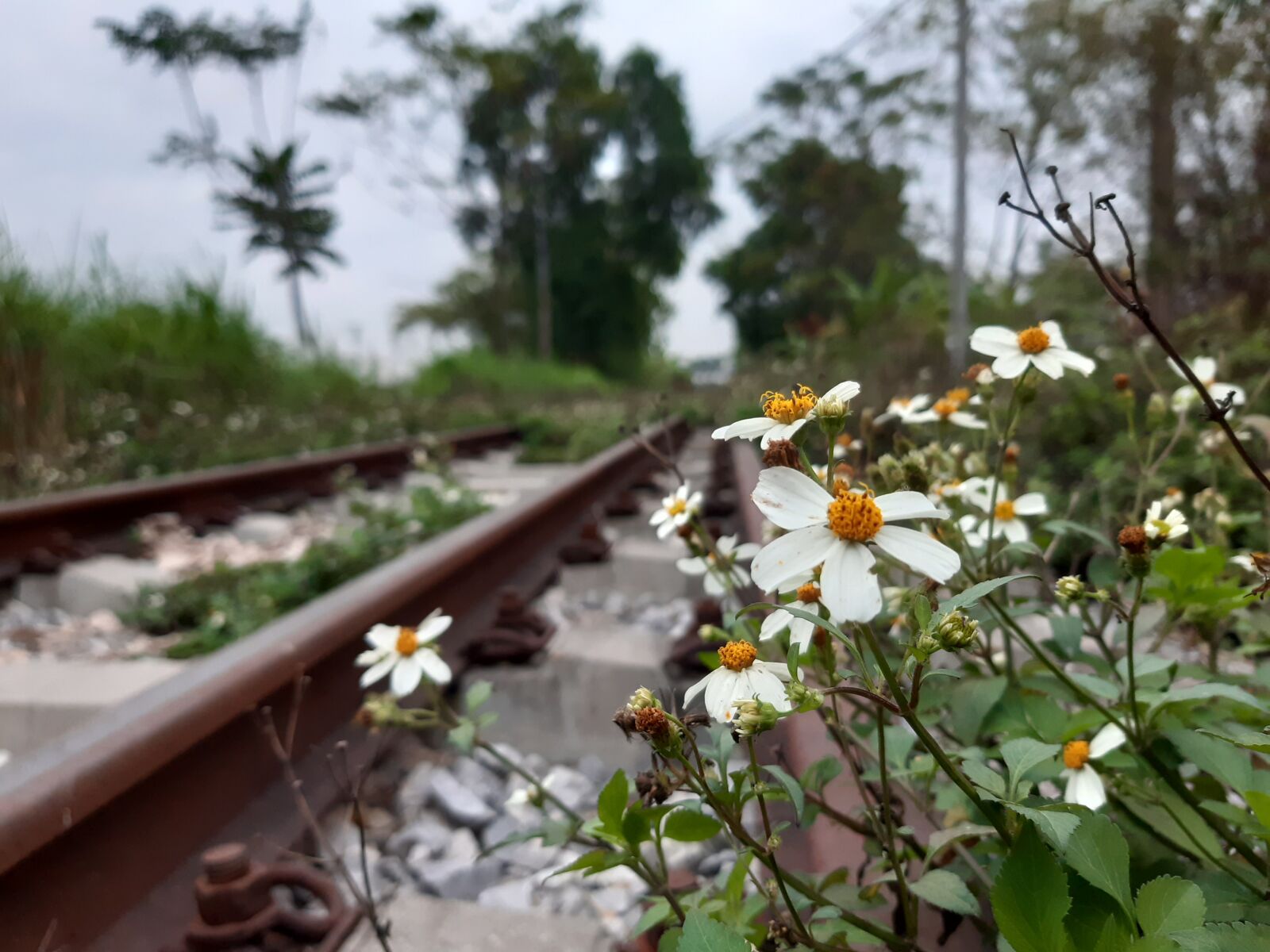 Samsung Galaxy A30 sample photo. View, path, flowers photography