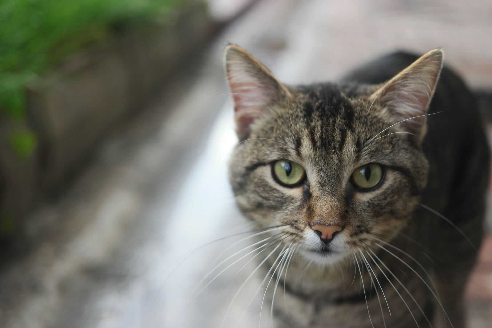 Samsung NX1 + NX 30mm F2 sample photo. Alley cat, only, the photography