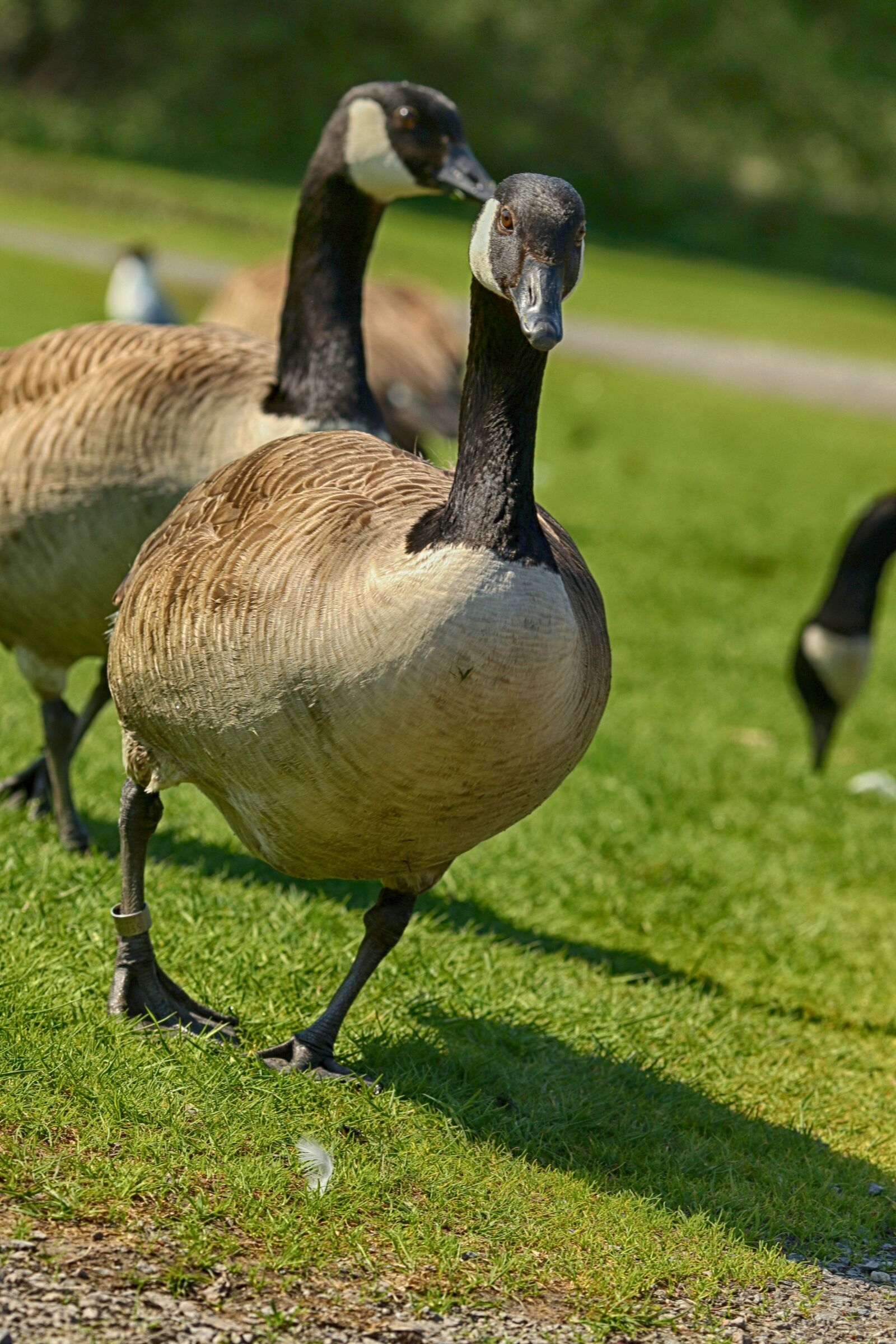 Canon EOS 7D Mark II + Canon EF 135mm F2L USM sample photo. Bird, animal, nature photography