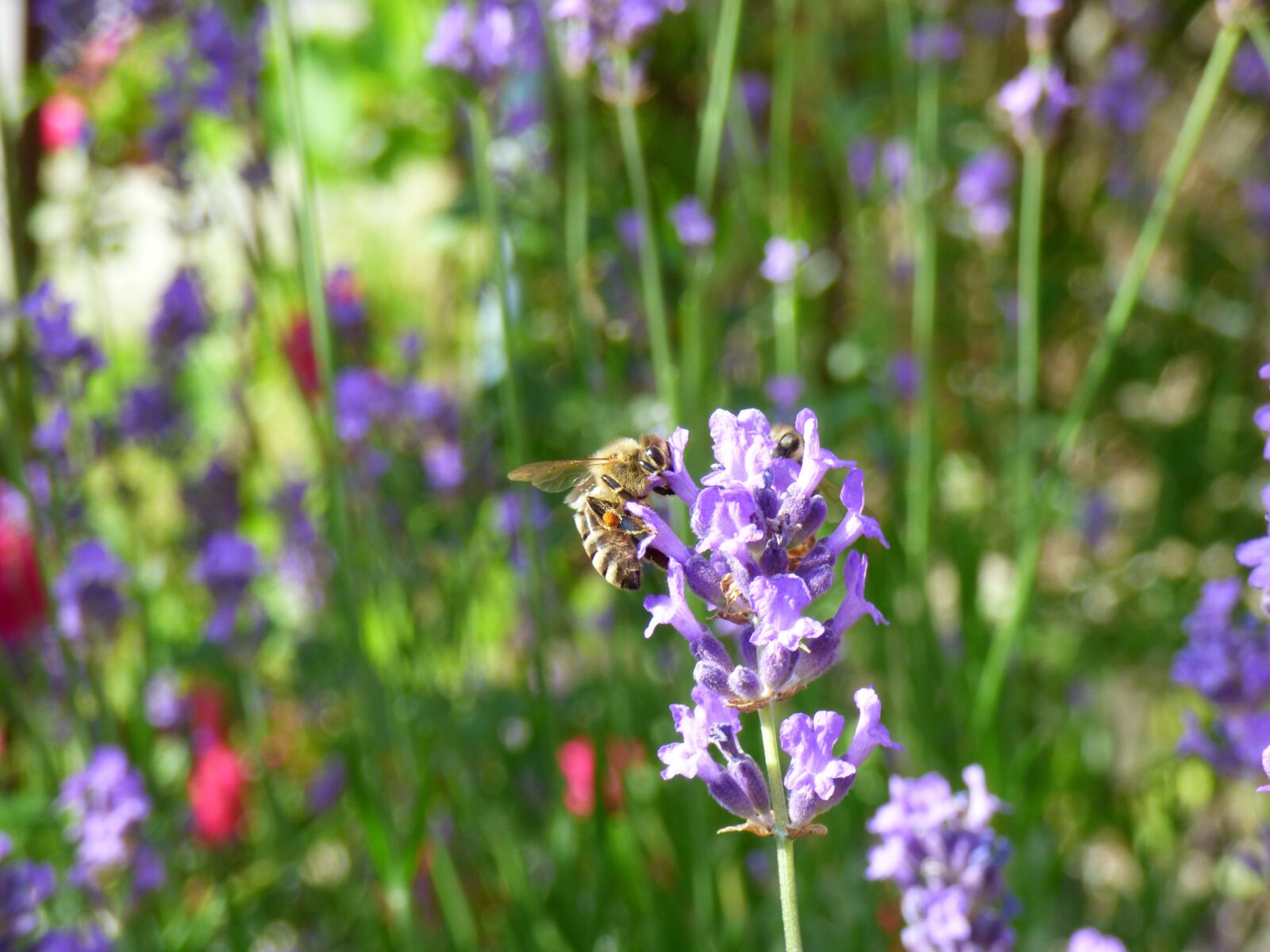 Panasonic DMC-FZ72 sample photo. Flower, bee, garden photography