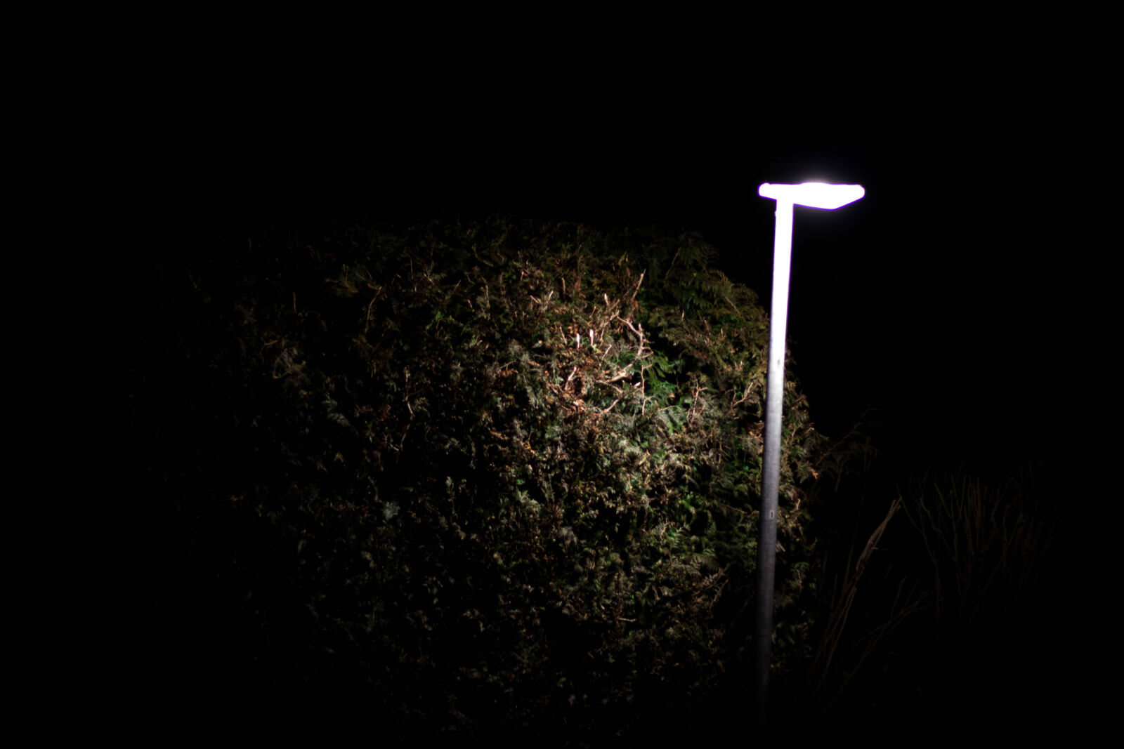 Canon EOS 500D (EOS Rebel T1i / EOS Kiss X3) + Canon EF 50mm F1.8 STM sample photo. Bush, darkness, light, night photography