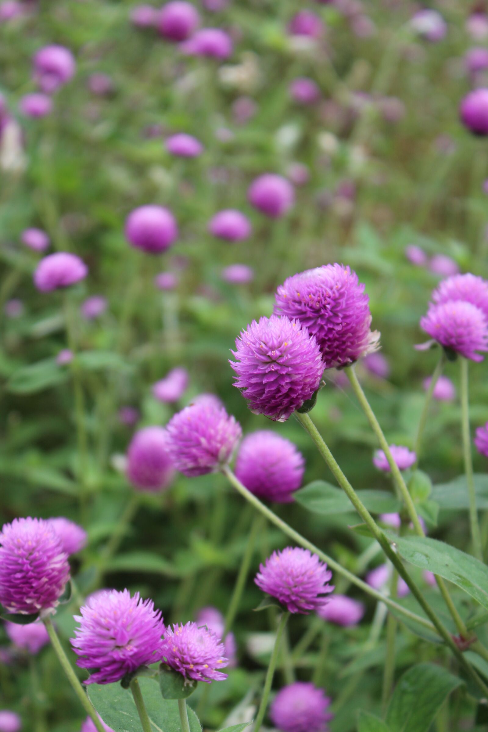 Canon EOS 650D (EOS Rebel T4i / EOS Kiss X6i) + Canon EF-S 18-55mm F3.5-5.6 IS II sample photo. Wildflowers, nature, outdoors photography