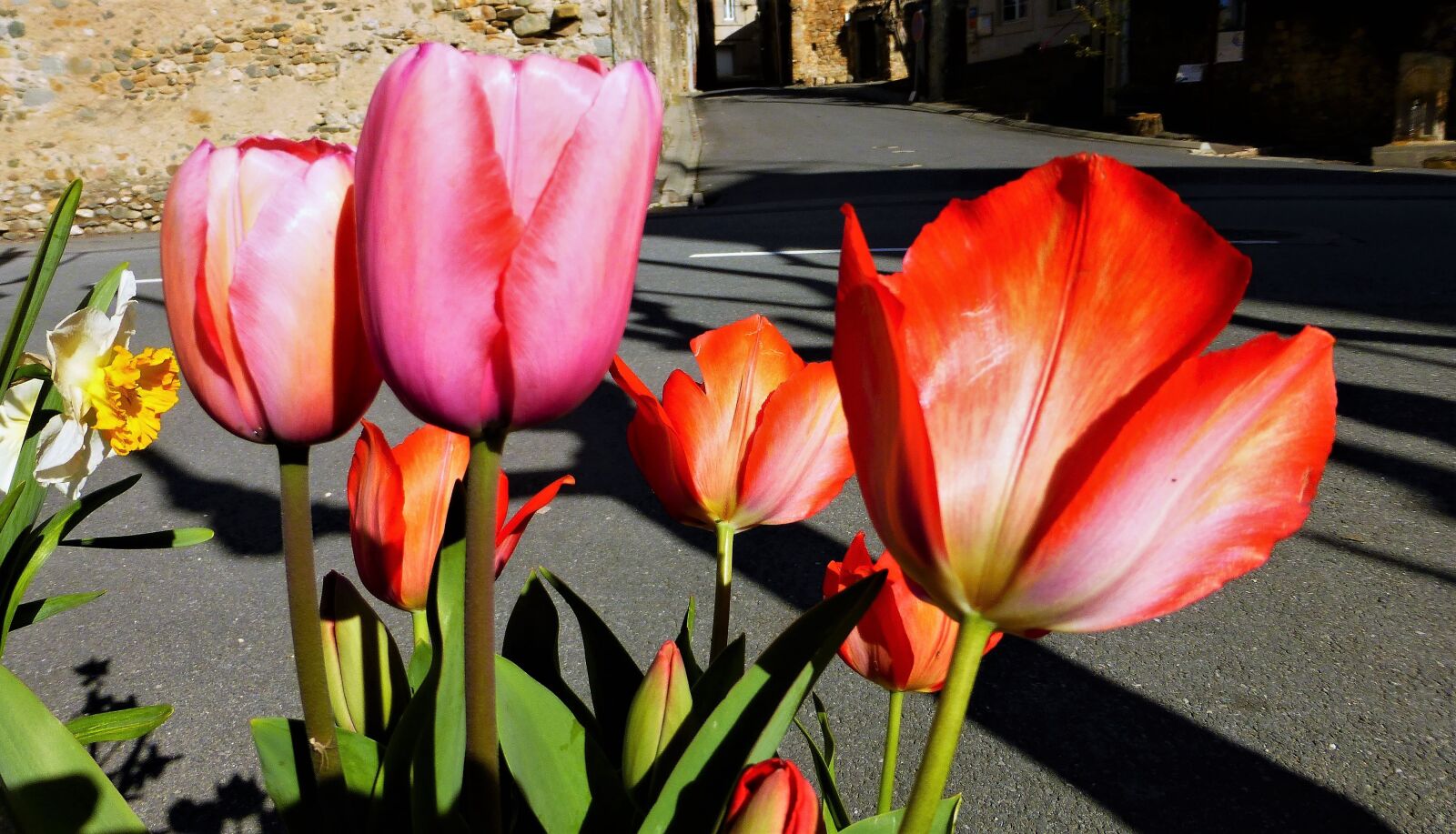 Panasonic Lumix DMC-ZS25 (Lumix DMC-TZ35) sample photo. Flower, tulip, nature photography