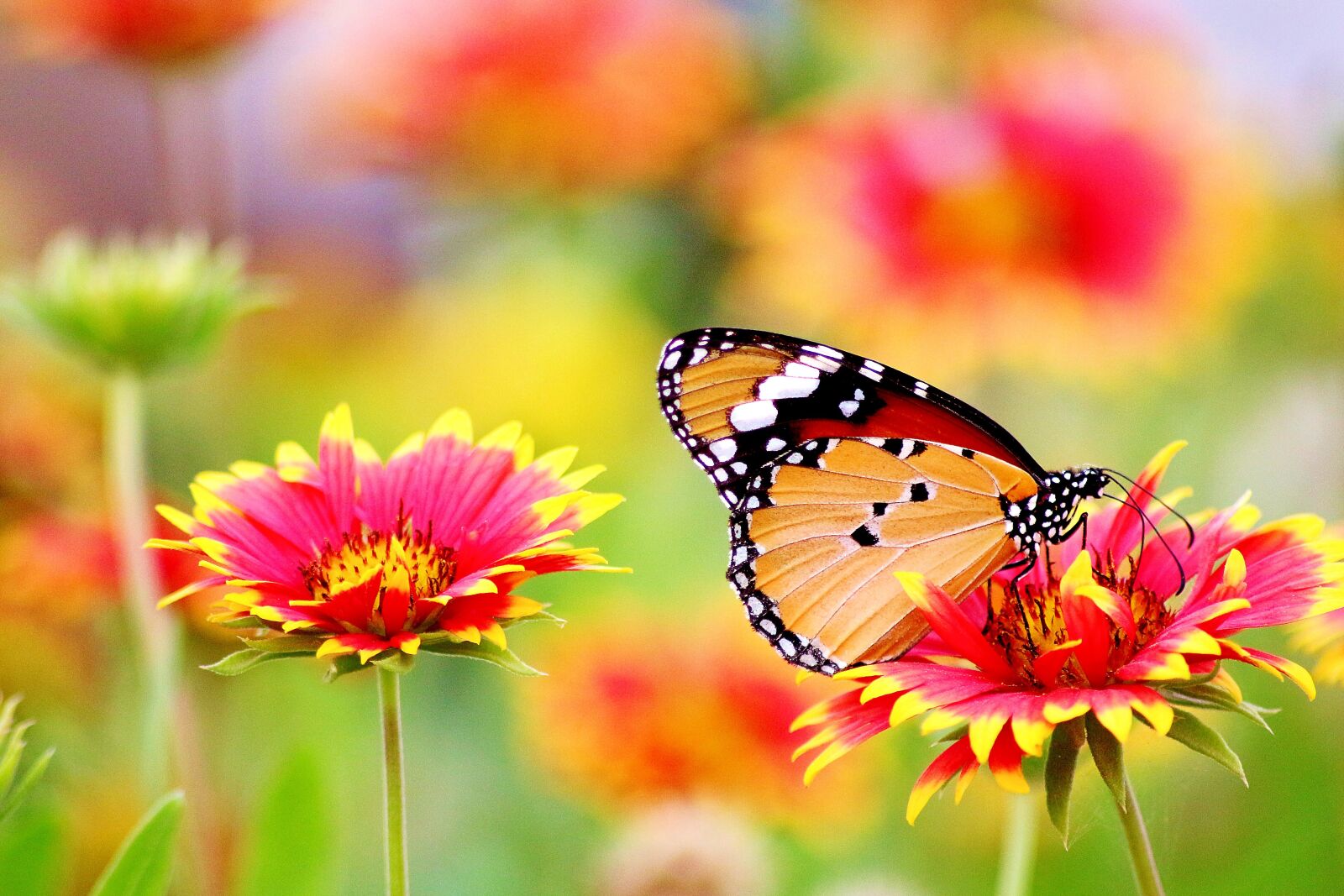 Canon EOS 700D (EOS Rebel T5i / EOS Kiss X7i) sample photo. Flower, red, nature photography