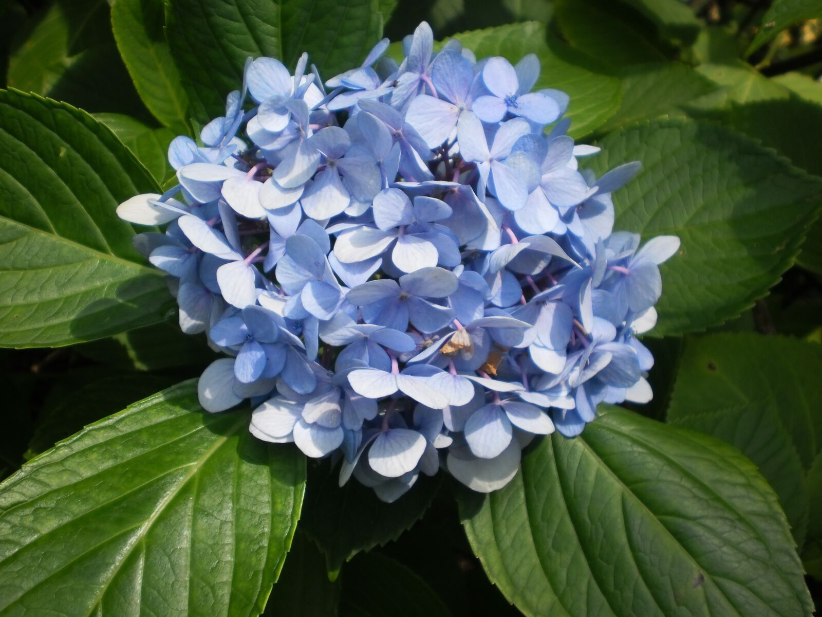 Olympus T105,T100,X36 sample photo. North carolina, flowers, nature photography