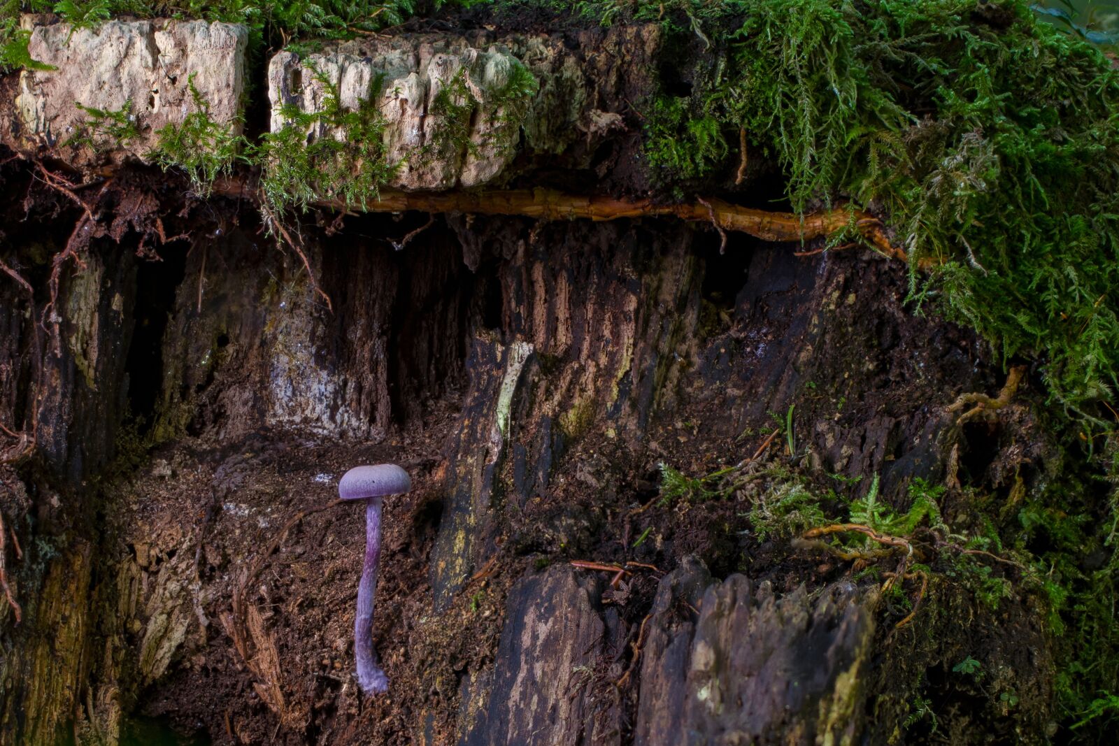 Tamron SP AF 60mm F2 Di II LD IF Macro sample photo. Mushroom, moss, mini mushroom photography