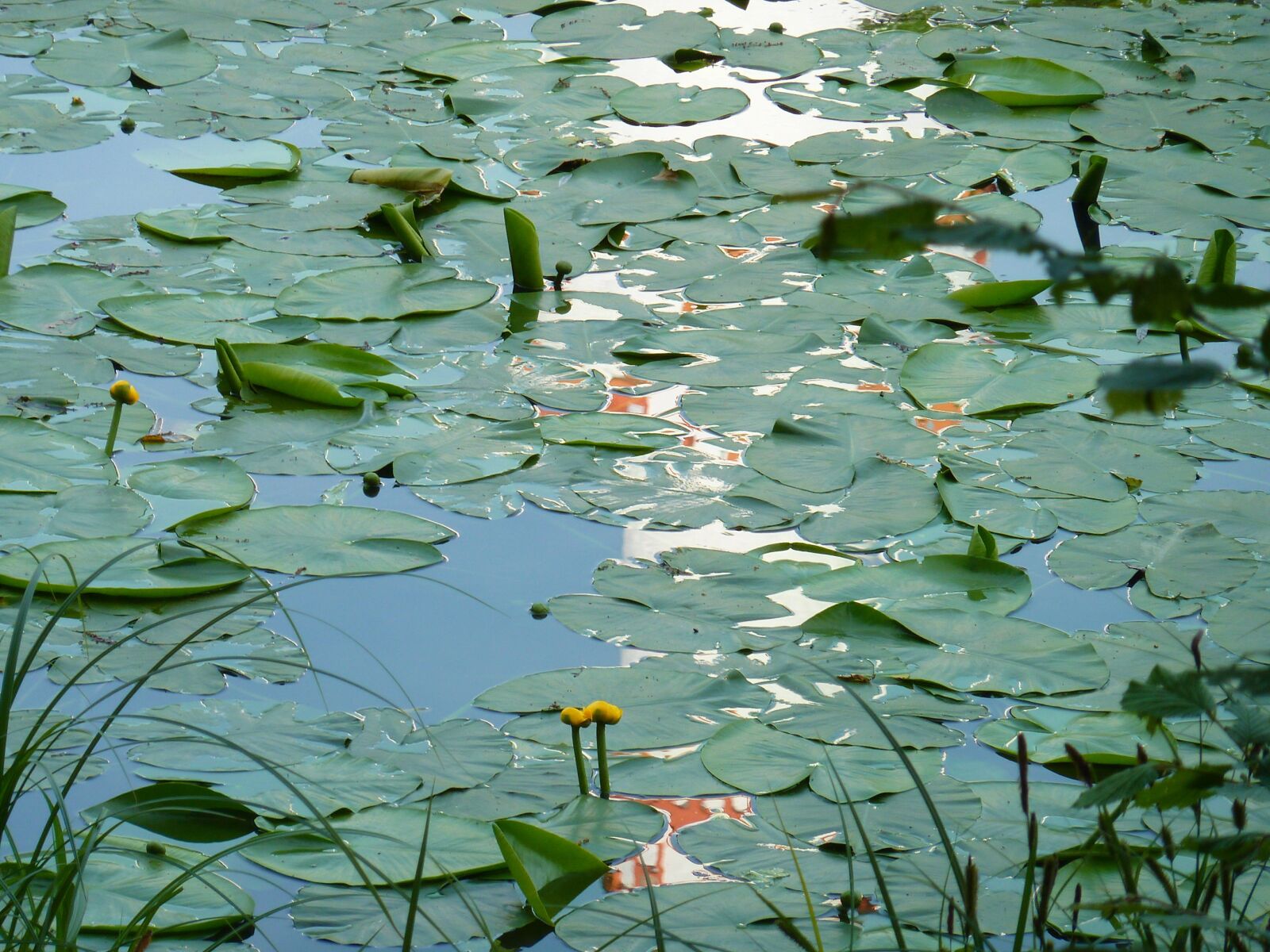 Panasonic DMC-TZ7 sample photo. Water lilies, lily pond photography