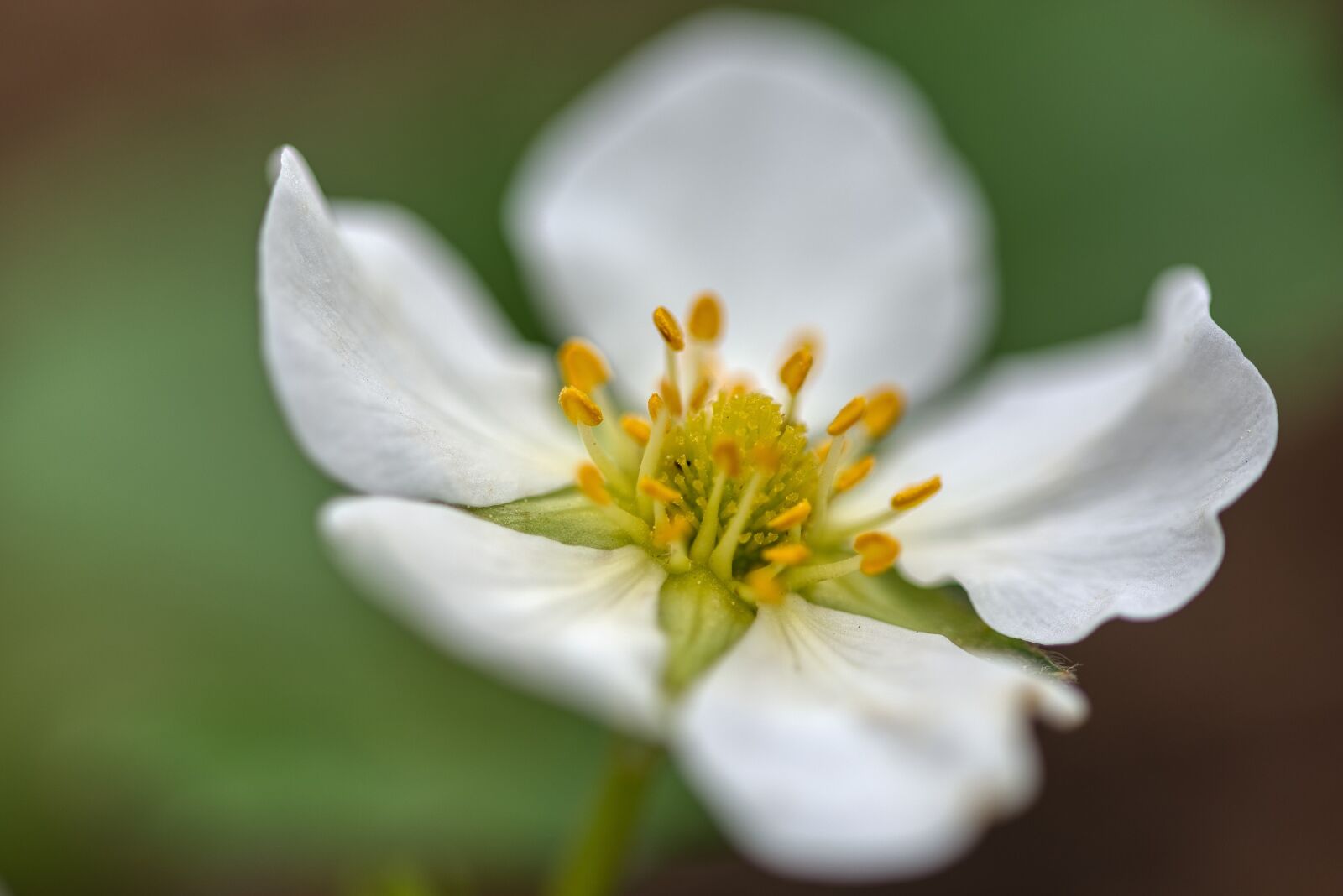 Nikon D750 sample photo. Strawberry flower, flower, white photography
