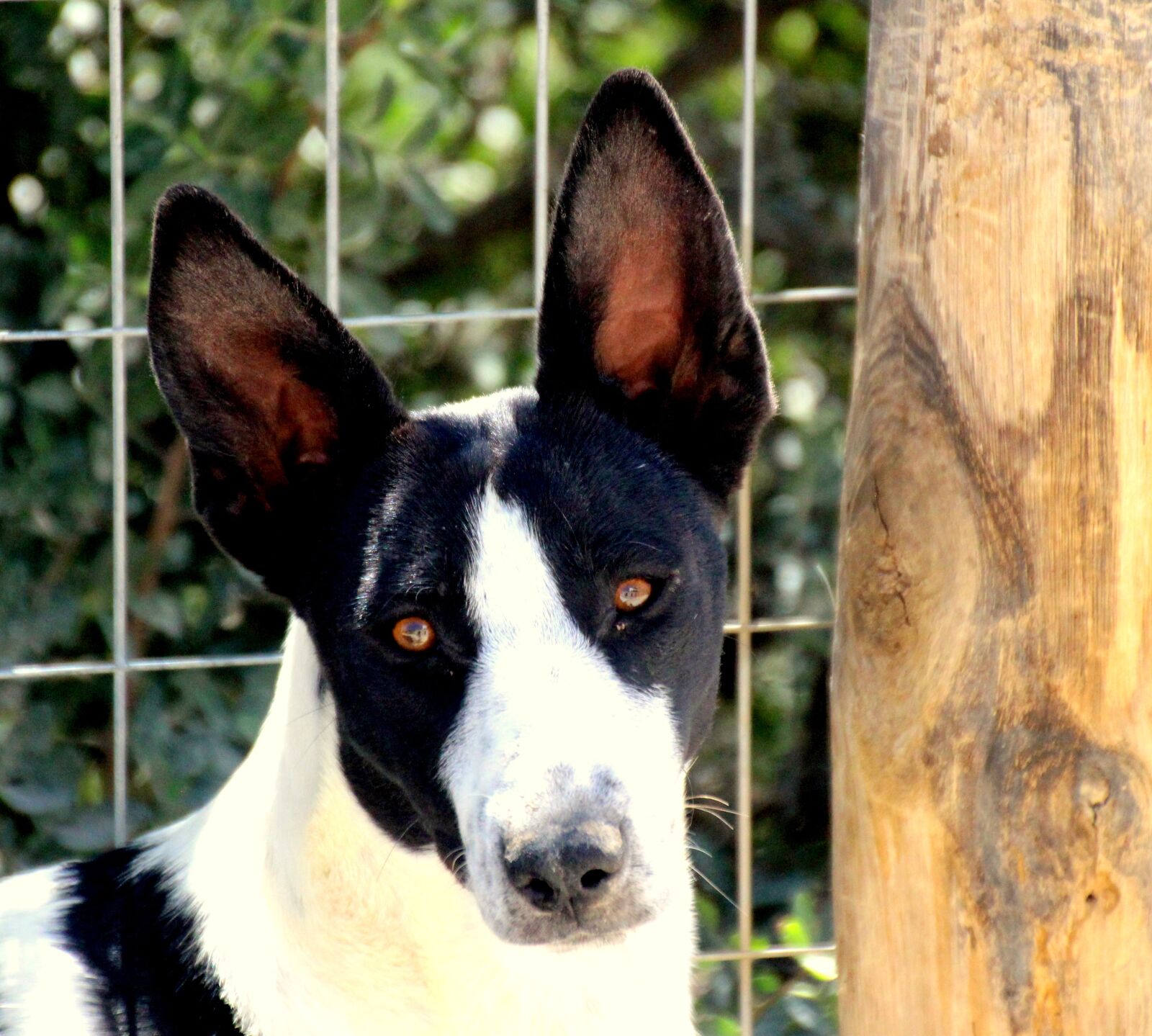 Canon EOS 700D (EOS Rebel T5i / EOS Kiss X7i) sample photo. Dog ears, black and photography