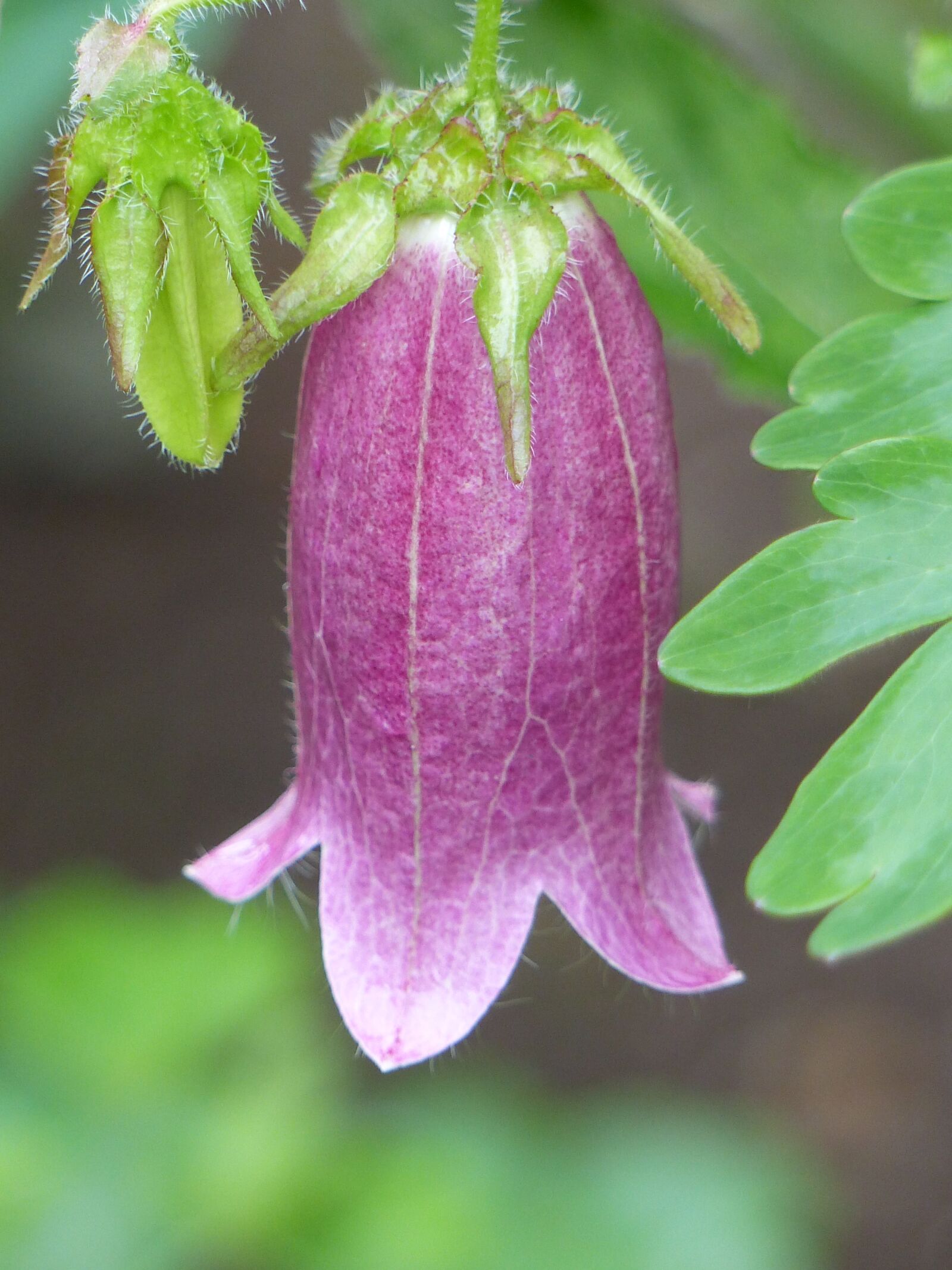 Panasonic Lumix DMC-FZ200 sample photo. Flower, purple, plant photography