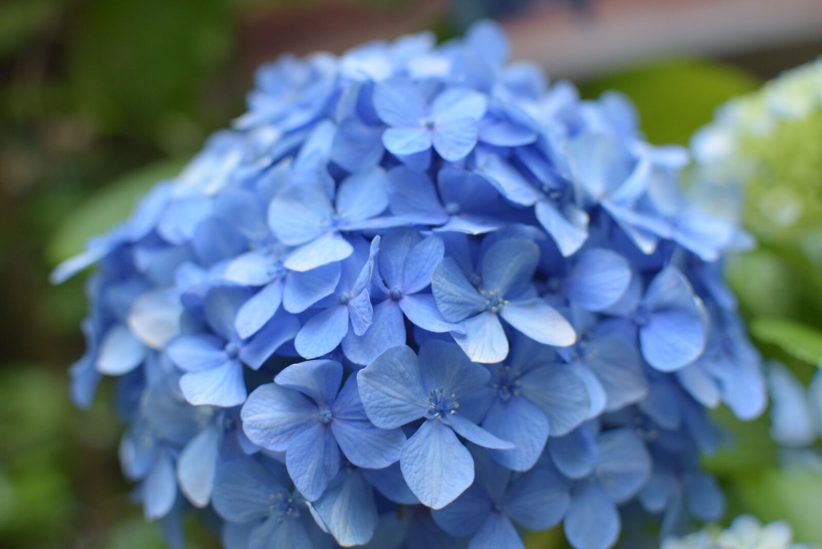 Nikon D5300 sample photo. Hydrangea, flowers, plant photography