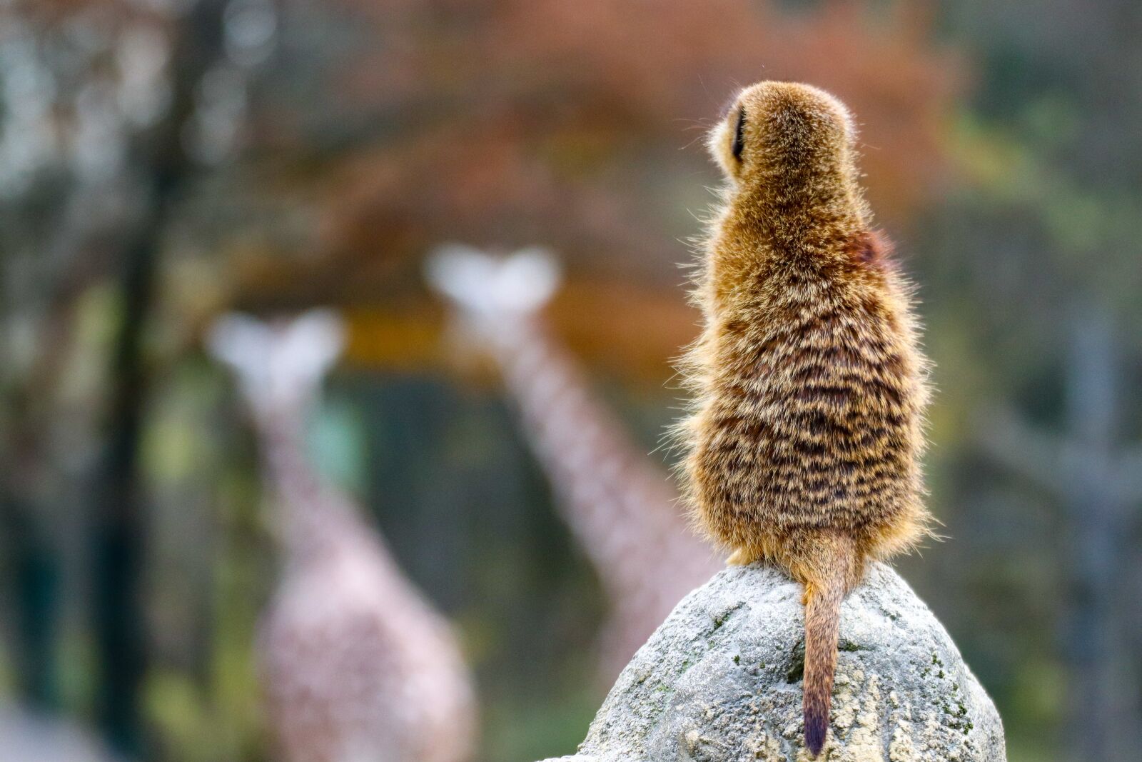 Canon EOS 800D (EOS Rebel T7i / EOS Kiss X9i) sample photo. Meerkat, guard, cute photography