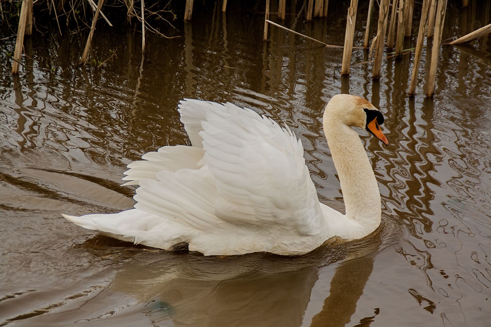 Canon EOS 1000D (EOS Digital Rebel XS / EOS Kiss F) sample photo. Swan, animals, waterfowl photography