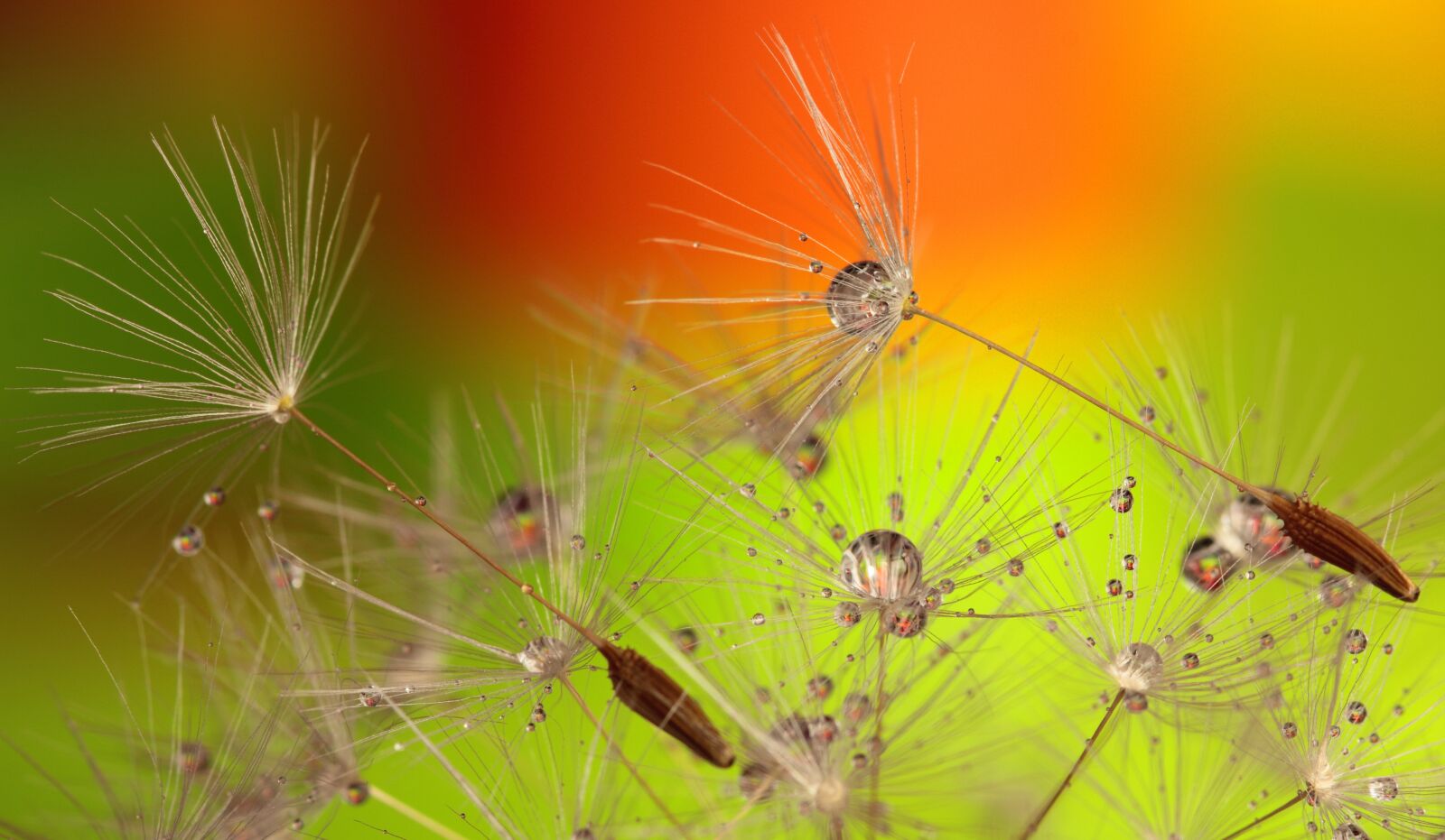 Canon EOS 550D (EOS Rebel T2i / EOS Kiss X4) sample photo. White, dandelions photography