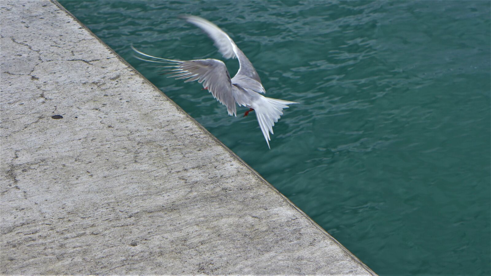 Leica D-Lux 6 sample photo. Azores, bird, nature photography