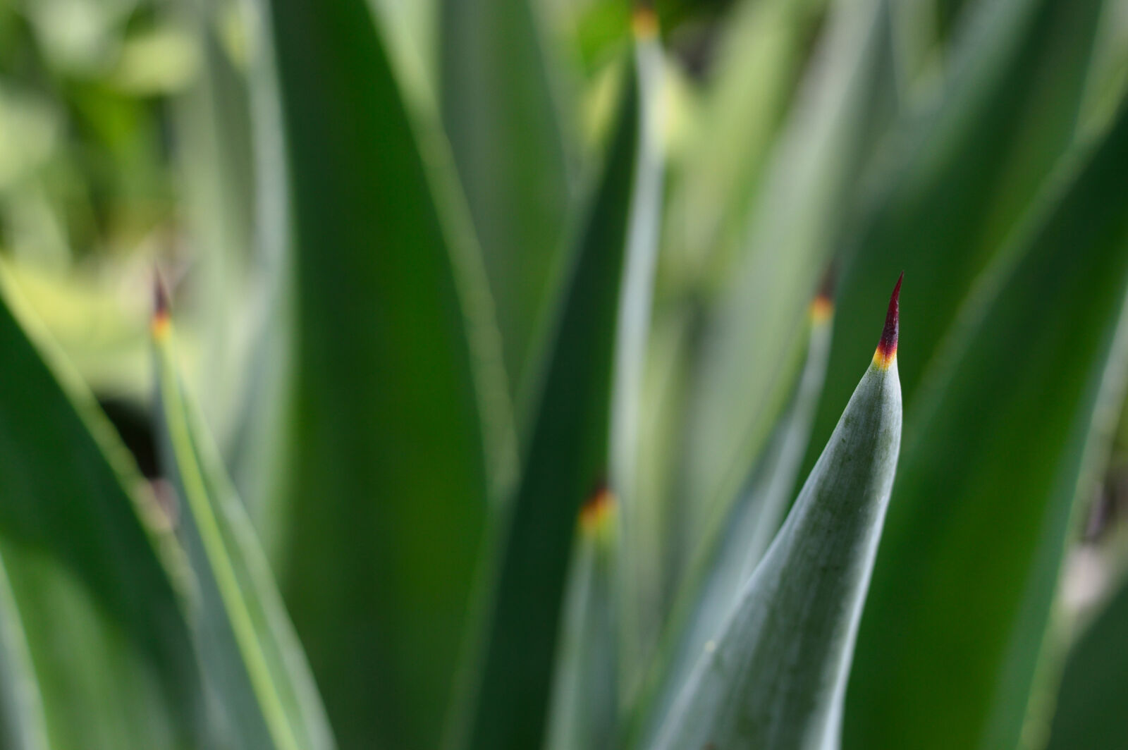 Nikon D3200 sample photo. Agave, aloe, close, up photography