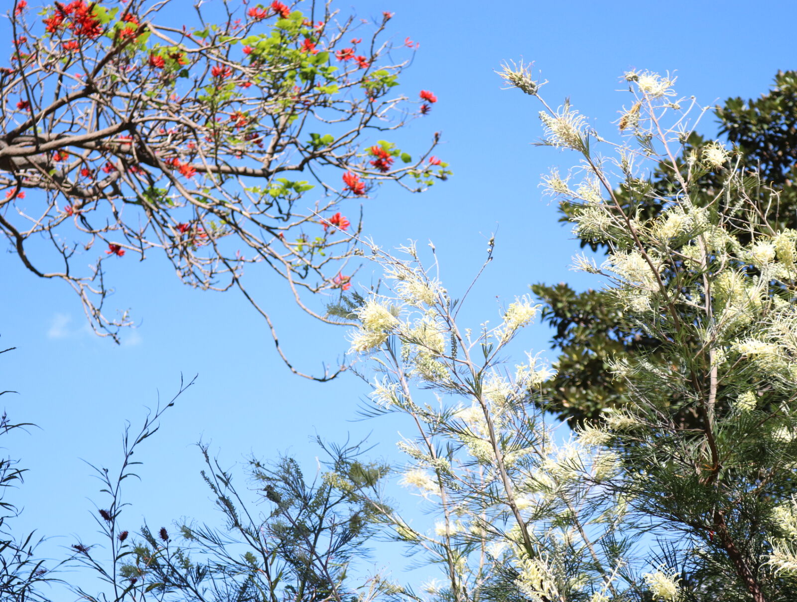 Canon EOS 80D sample photo. Beautiful, flowers, trees photography