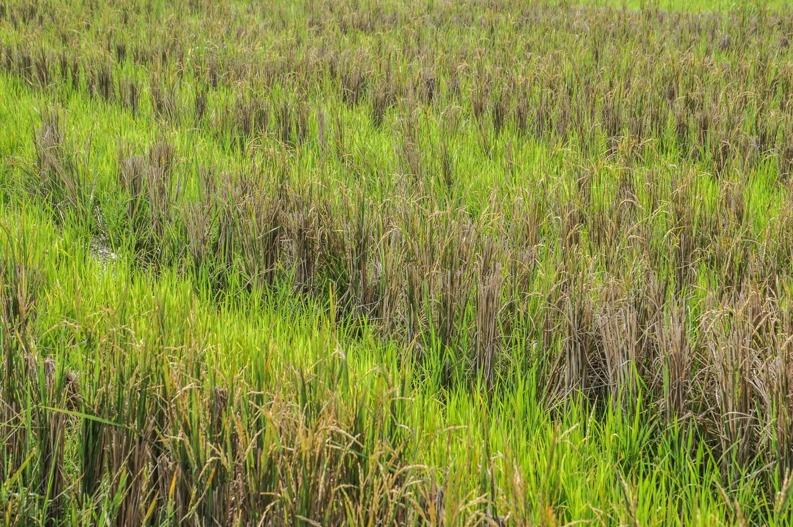 Nikon D90 sample photo. Paddy, paddy field, green photography