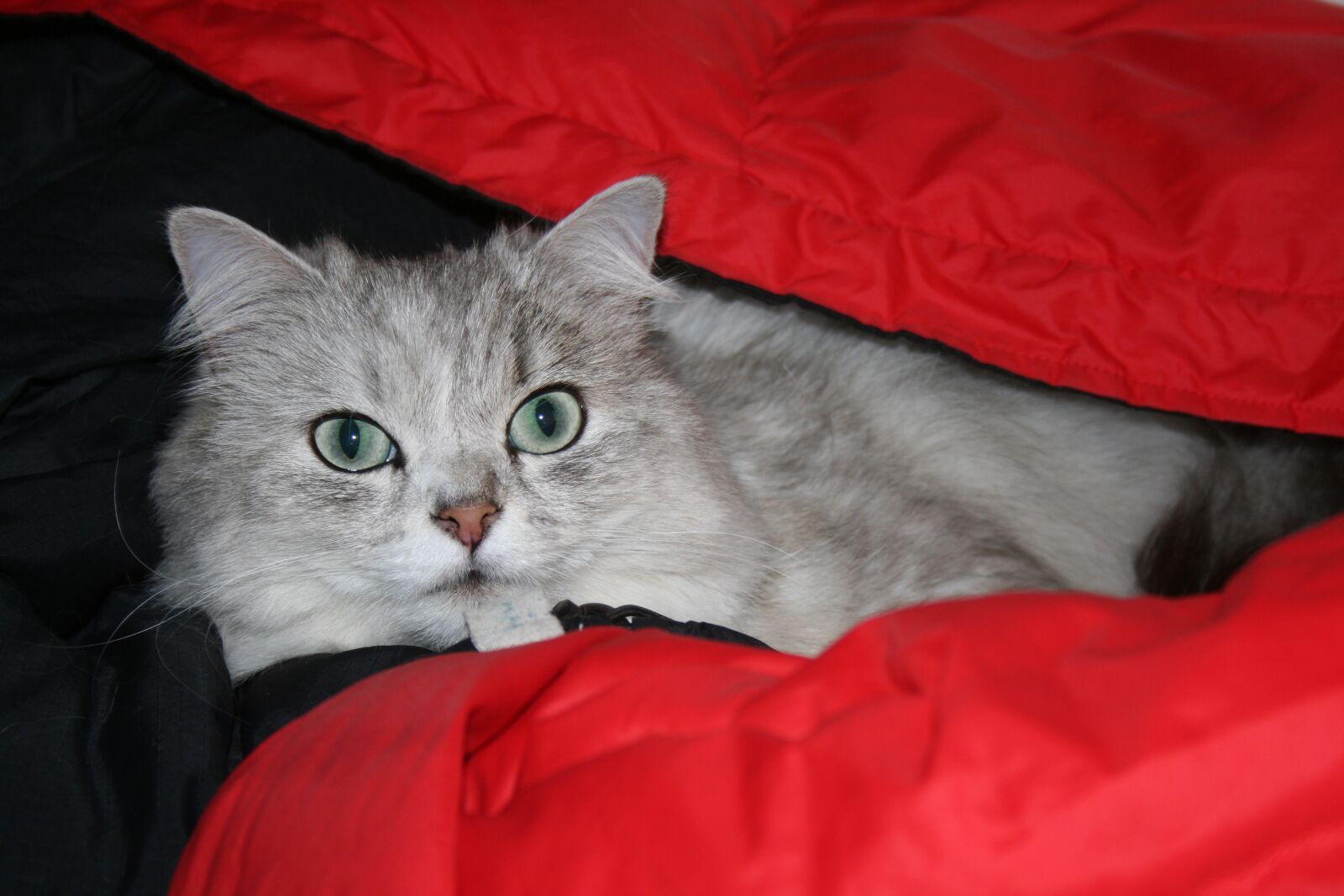 Canon EOS 400D (EOS Digital Rebel XTi / EOS Kiss Digital X) sample photo. Persian cat, chinchilla cat photography
