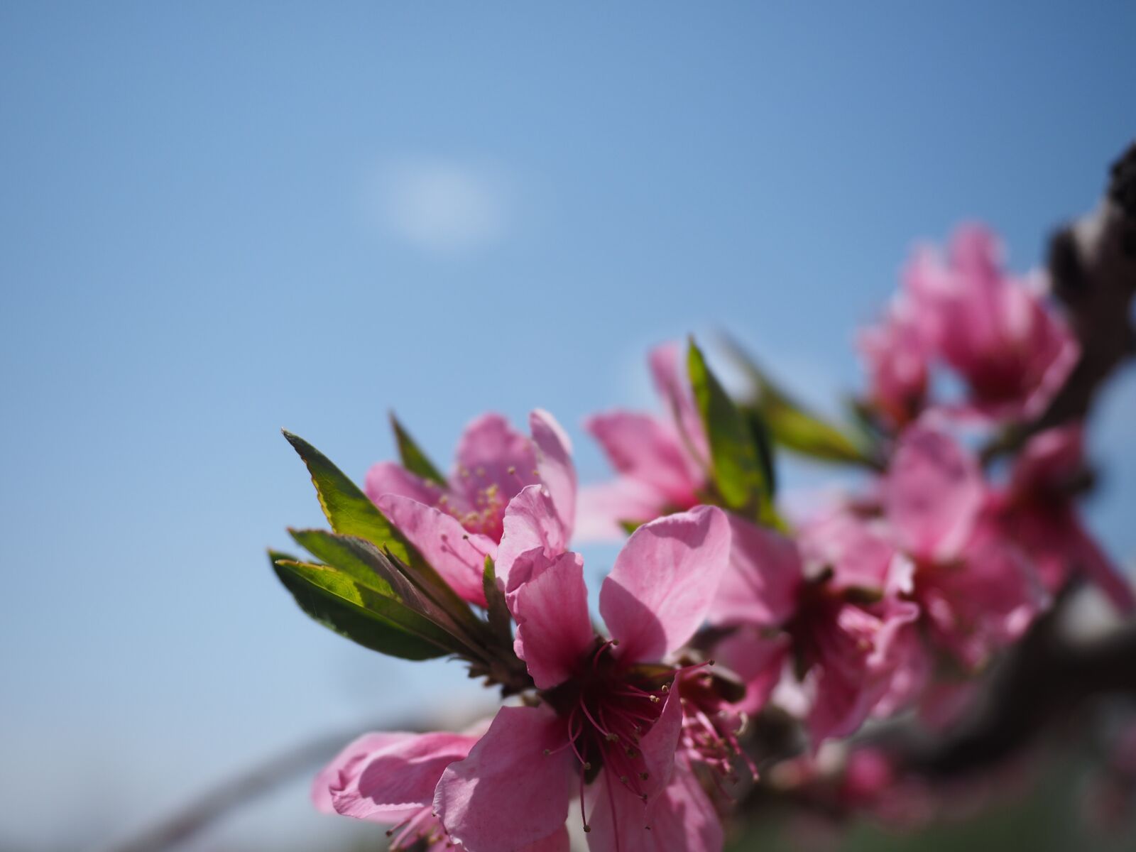Olympus OM-D E-M1 + Olympus M.Zuiko Digital ED 12-40mm F2.8 Pro sample photo. Spring, flower, peach blossom photography