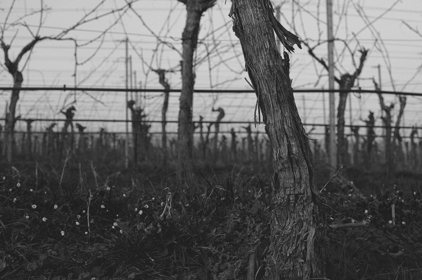 Nikon D5000 sample photo. Vine, wine, grey photography