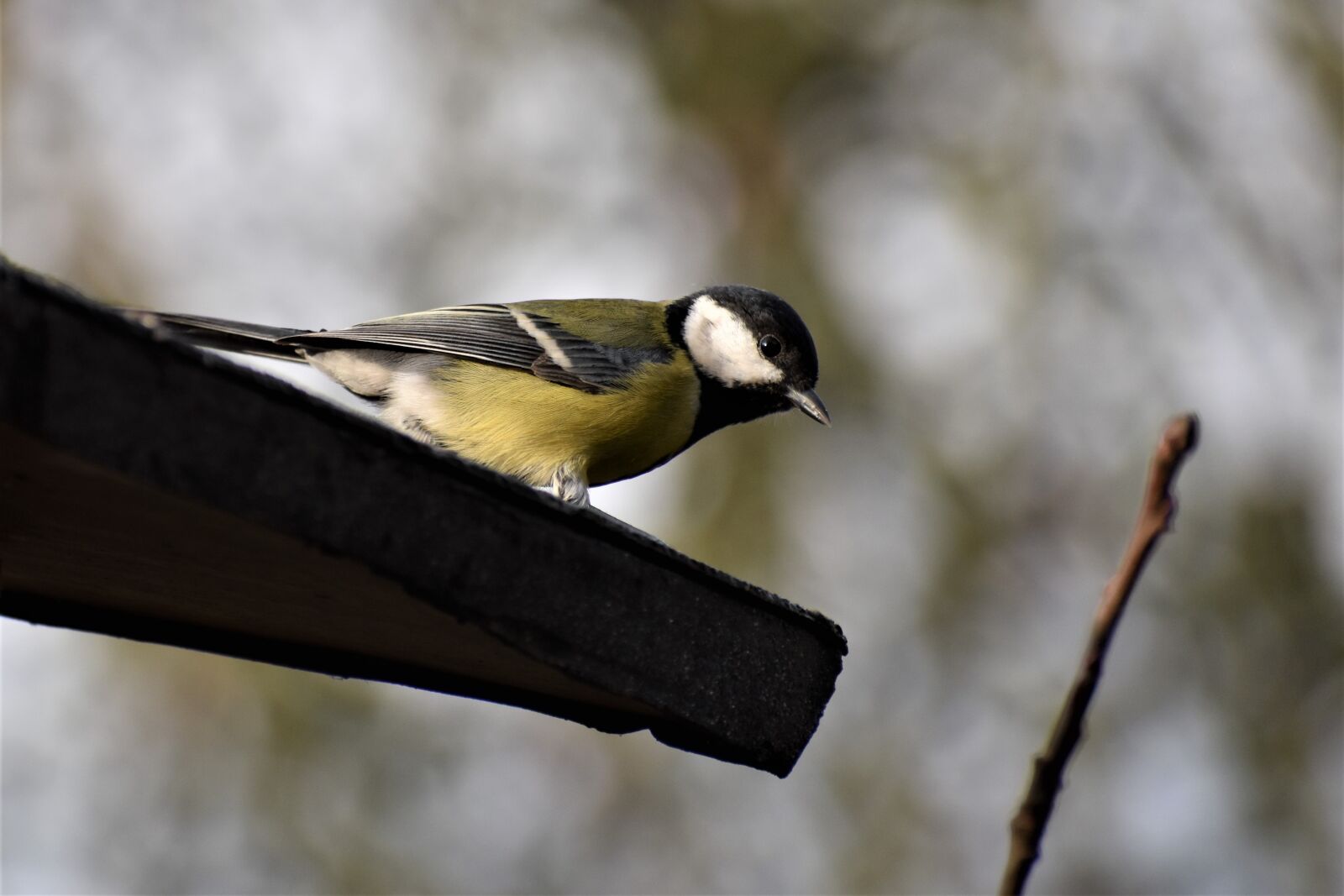 Nikon D3500 sample photo. Tit, bird, nature photography