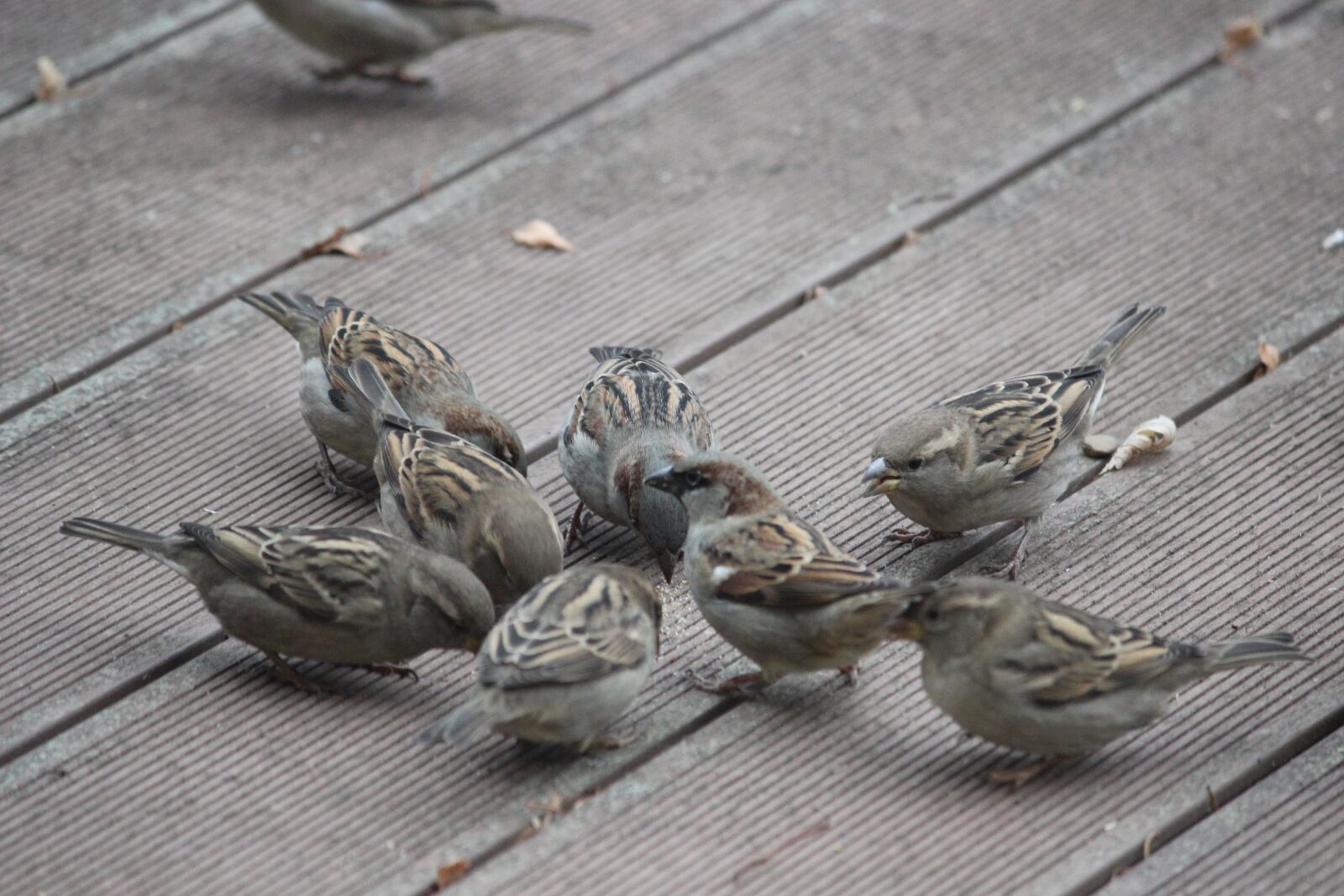 Canon EOS 600D (Rebel EOS T3i / EOS Kiss X5) sample photo. Bird, sparrows, animal world photography