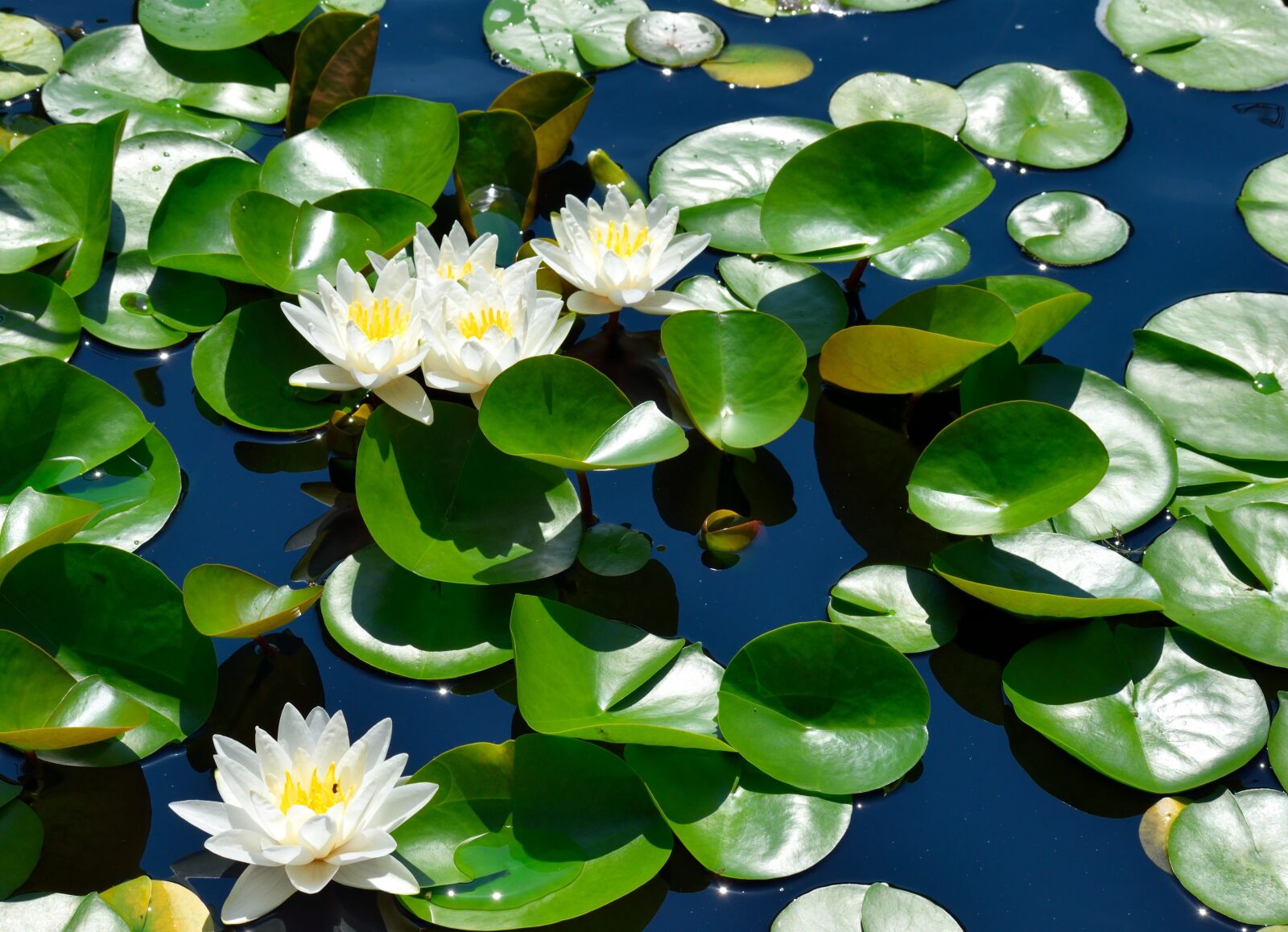 Nikon D3300 sample photo. Water lily, lily pad photography