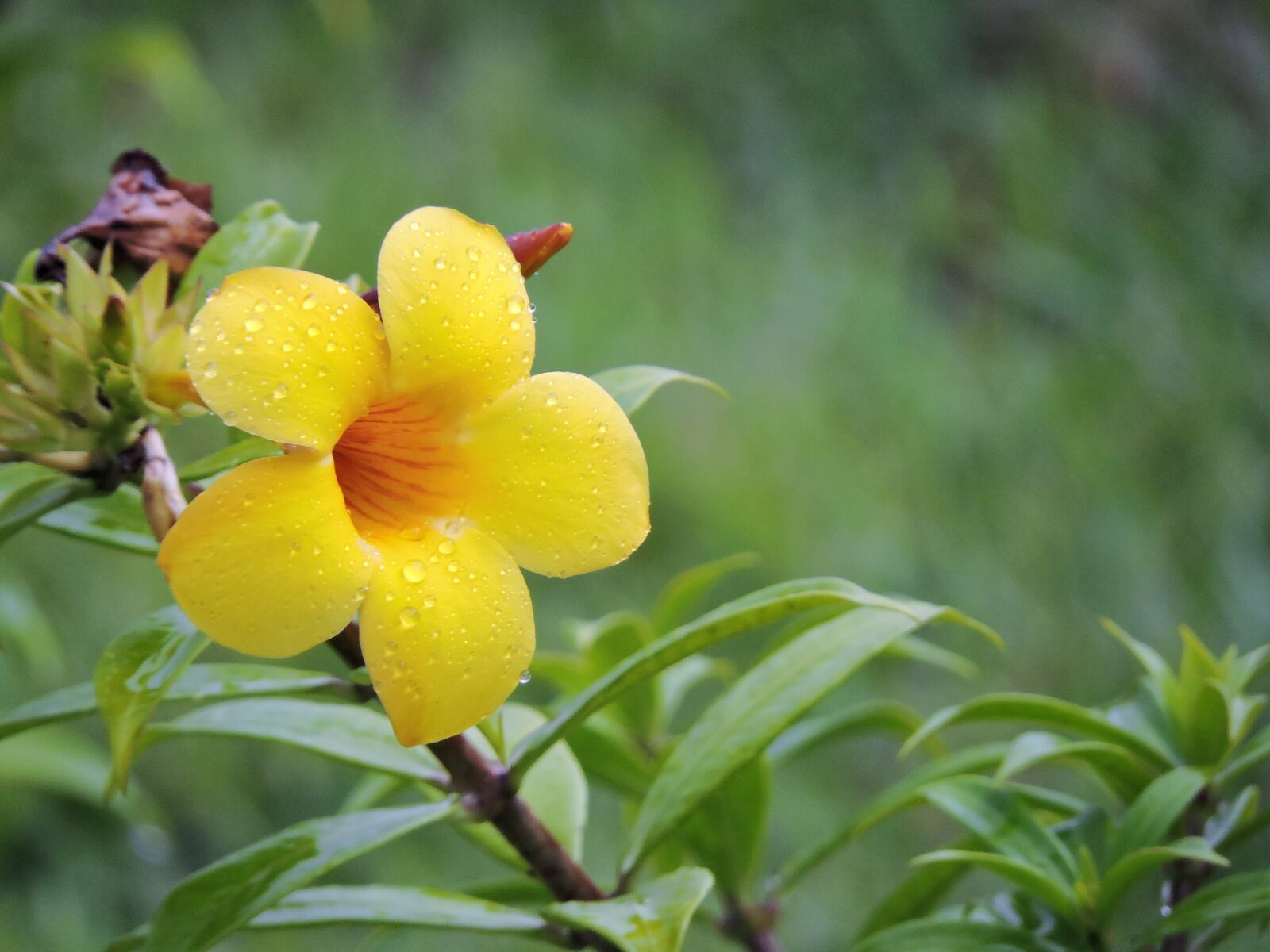 Nikon Coolpix P600 sample photo. Nature, amazonas, flowers photography