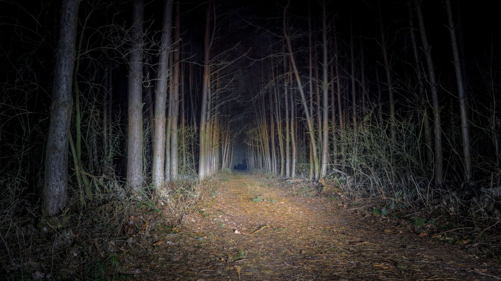 Sony DT 16-50mm F2.8 SSM sample photo. Forest, nature, night, pine photography
