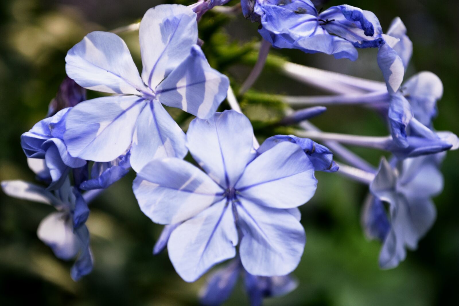 Nikon D3100 sample photo. Flowers, purple, flower photography