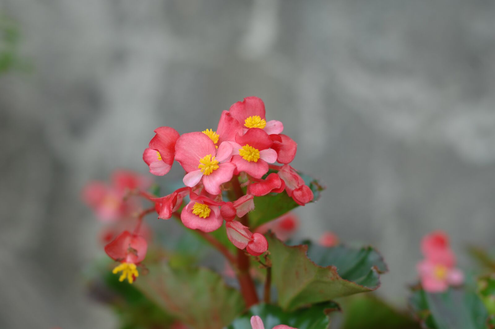 Nikon D2Xs sample photo. Flower, nice, blooming photography