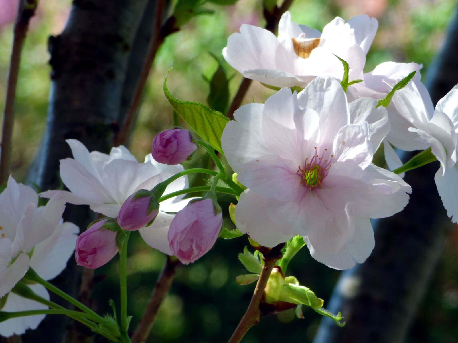 Panasonic DMC-FZ72 sample photo. Prunus, flower, tree photography