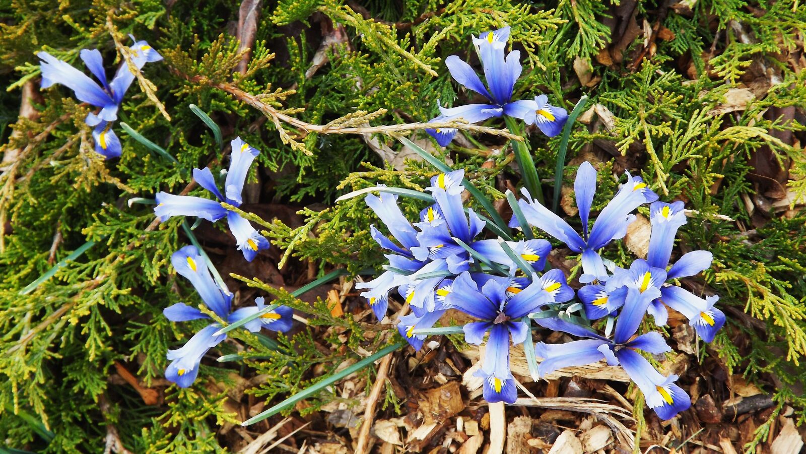 Fujifilm FinePix S3400 sample photo. Flowers, spring, irises photography