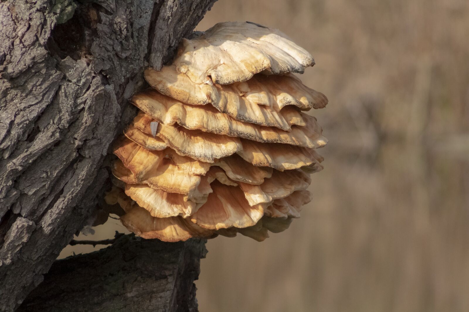 Canon EF75-300mm f/4-5.6 sample photo. Mushroom, fag in, spore photography