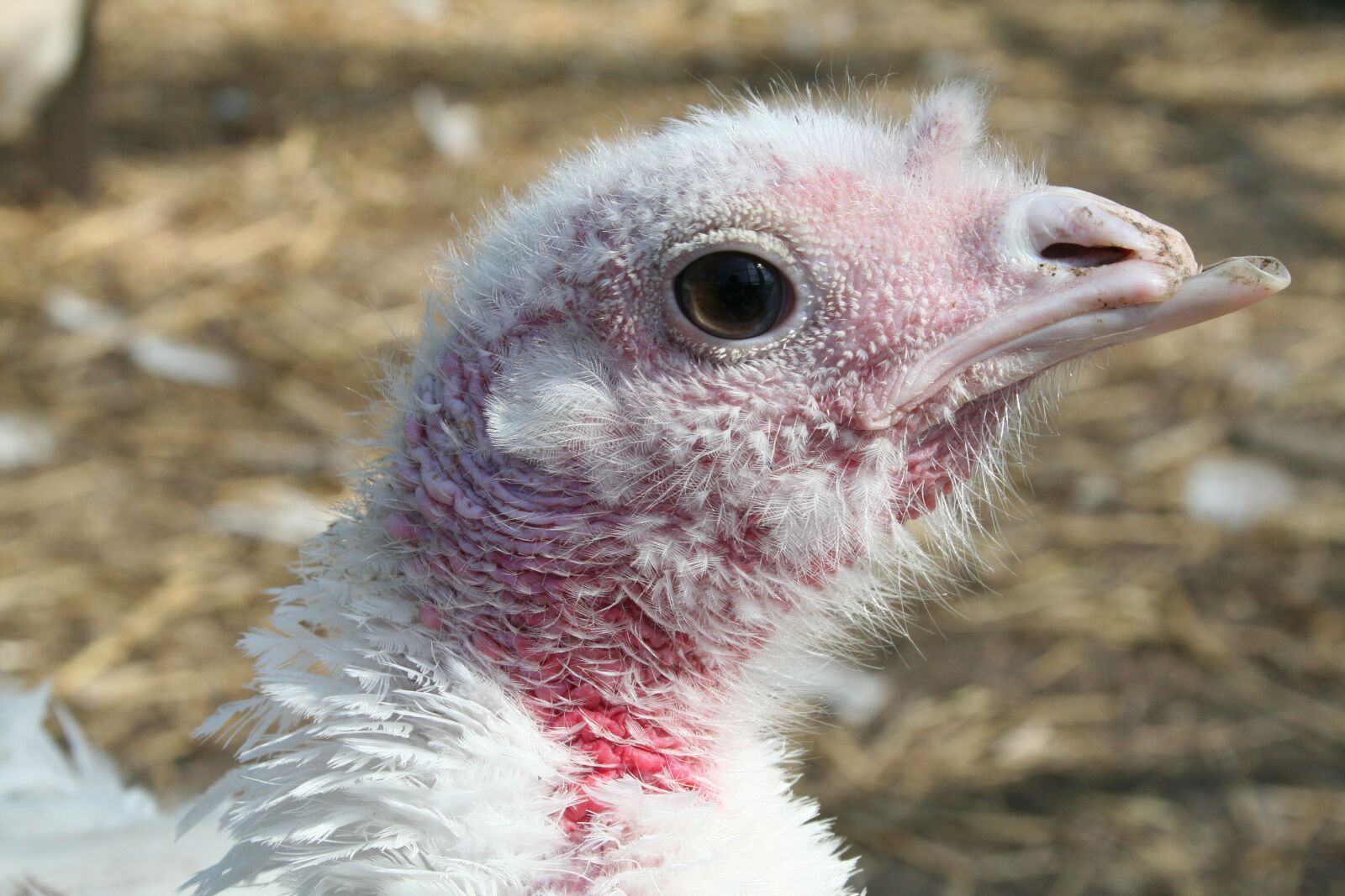 Canon EOS 350D (EOS Digital Rebel XT / EOS Kiss Digital N) sample photo. Turkey, hen, white photography
